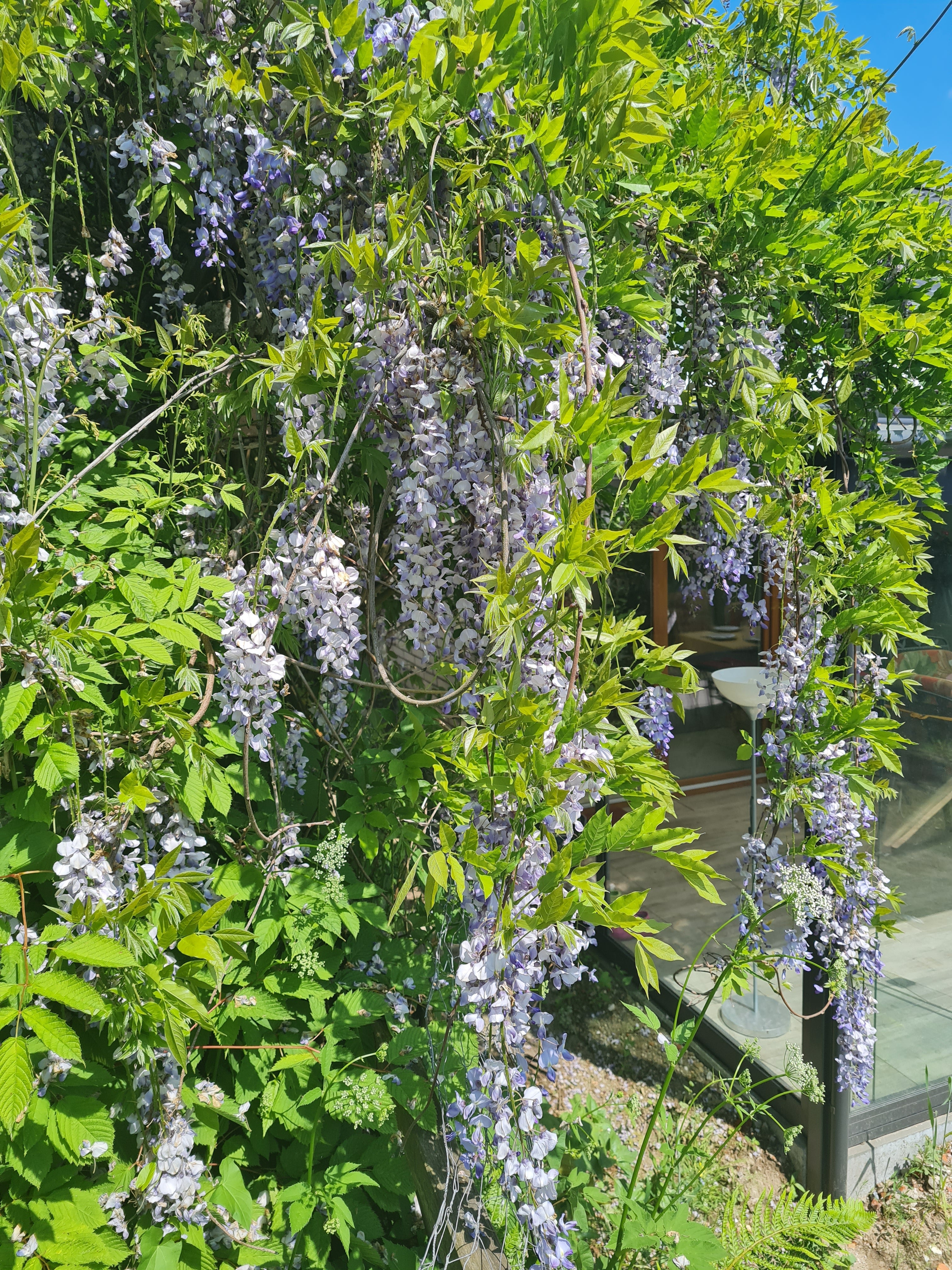 Chinesischer Blauregen - Wisteria sinensis