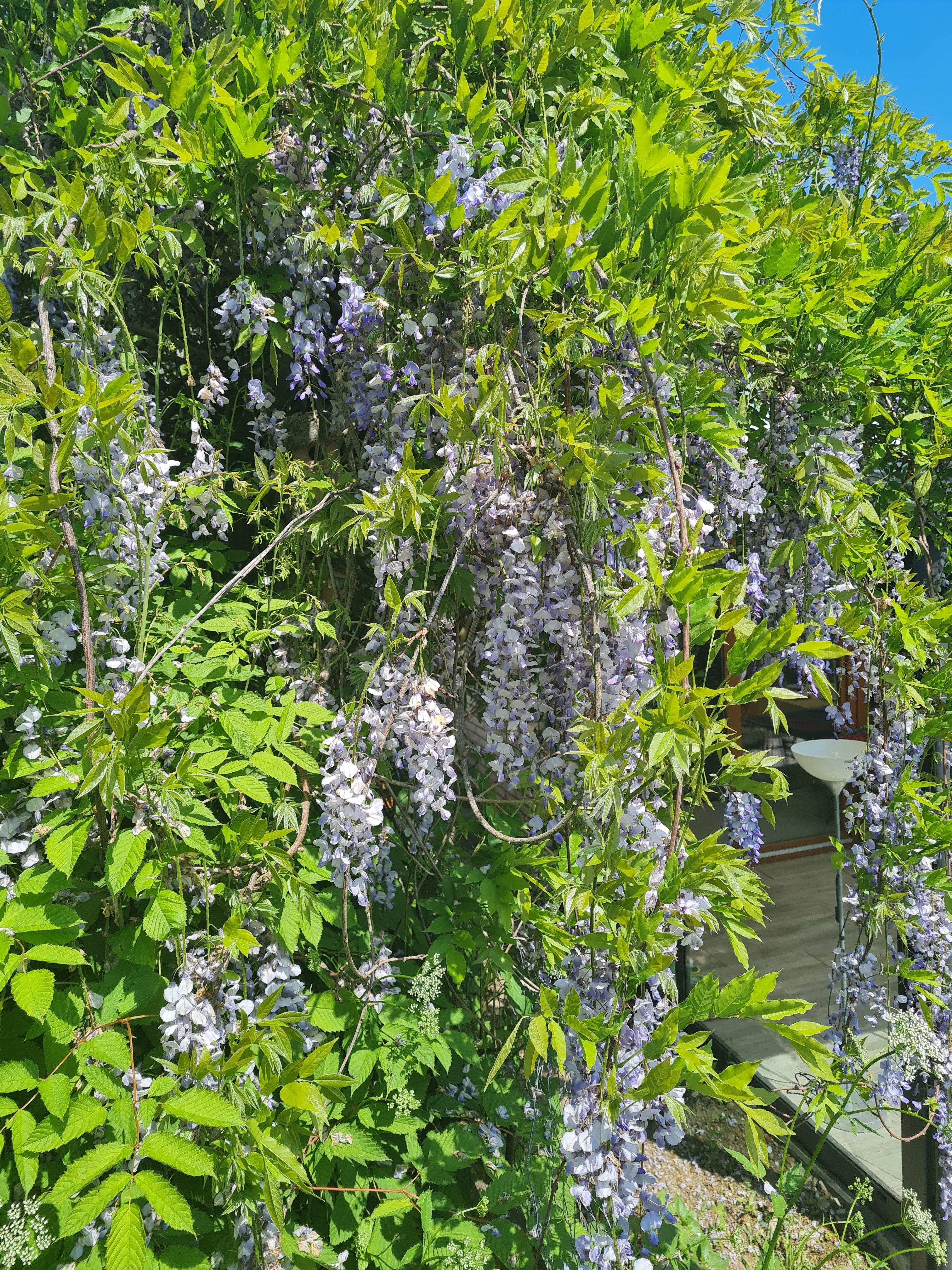 Chinesischer Blauregen - Wisteria sinensis