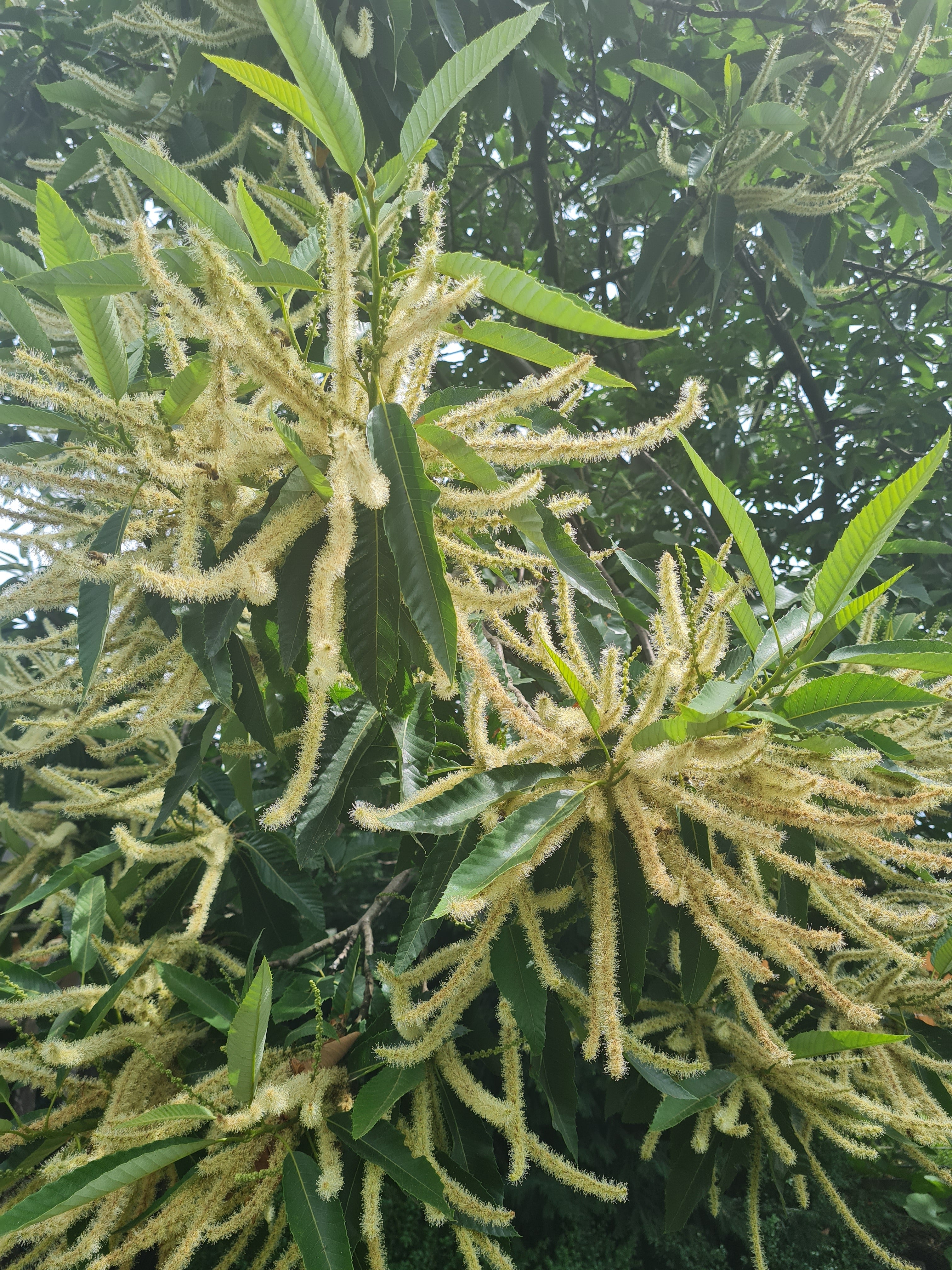 Esskastanie - Castanea sativa