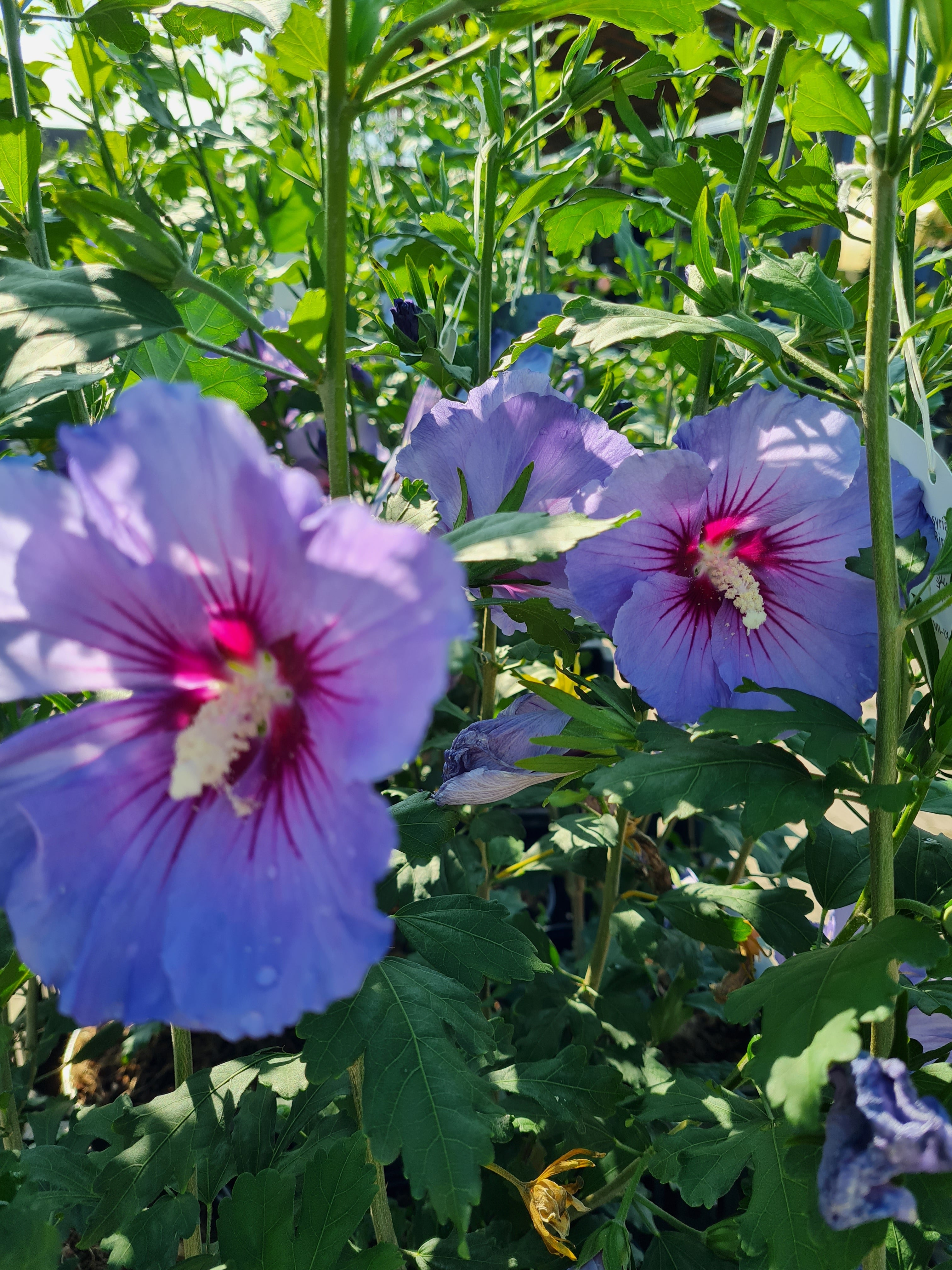 Garteneibisch 'Blue Bird' - Hibiscus syriacus 'Blue Bird'