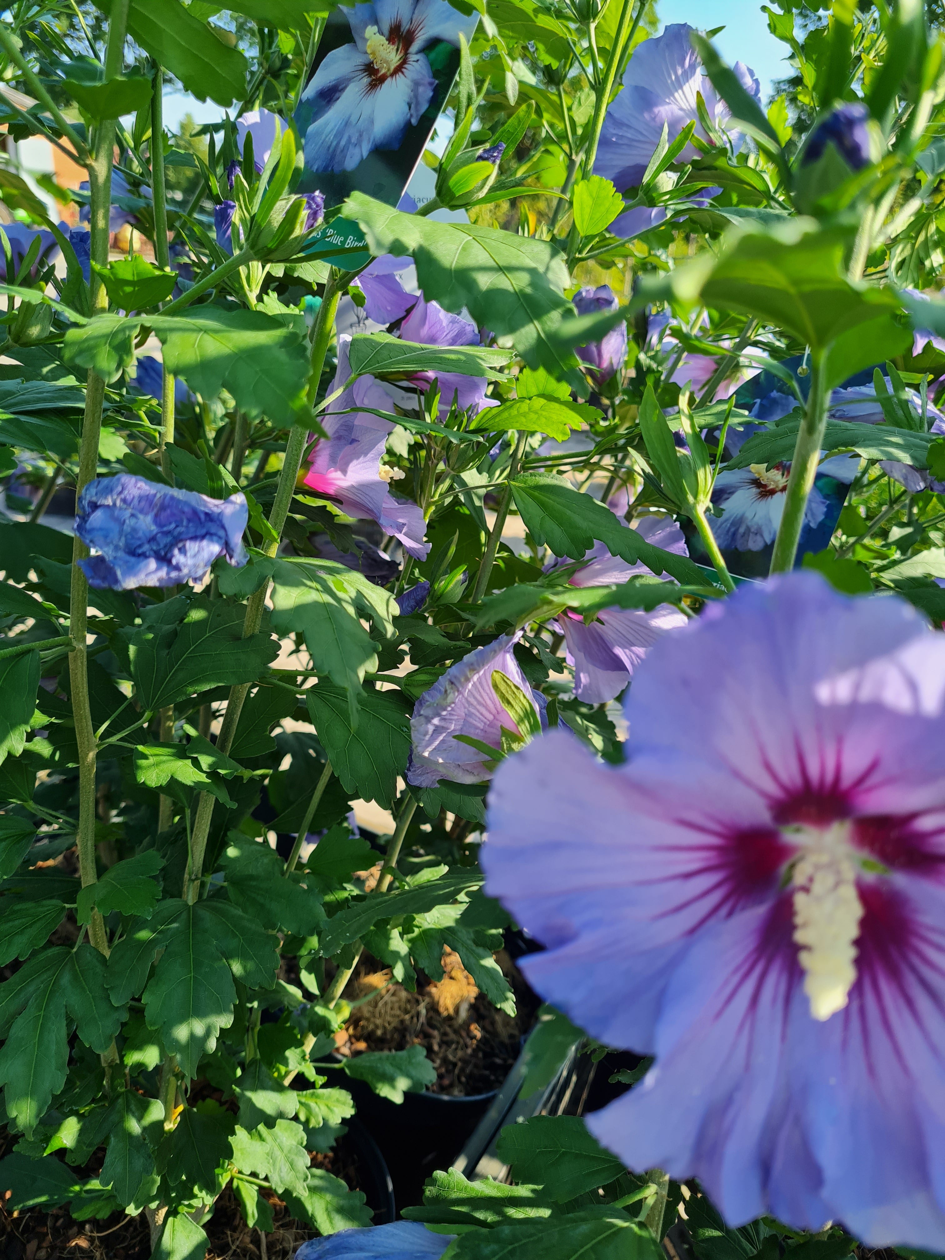 Garteneibisch 'Blue Bird' - Hibiscus syriacus 'Blue Bird'