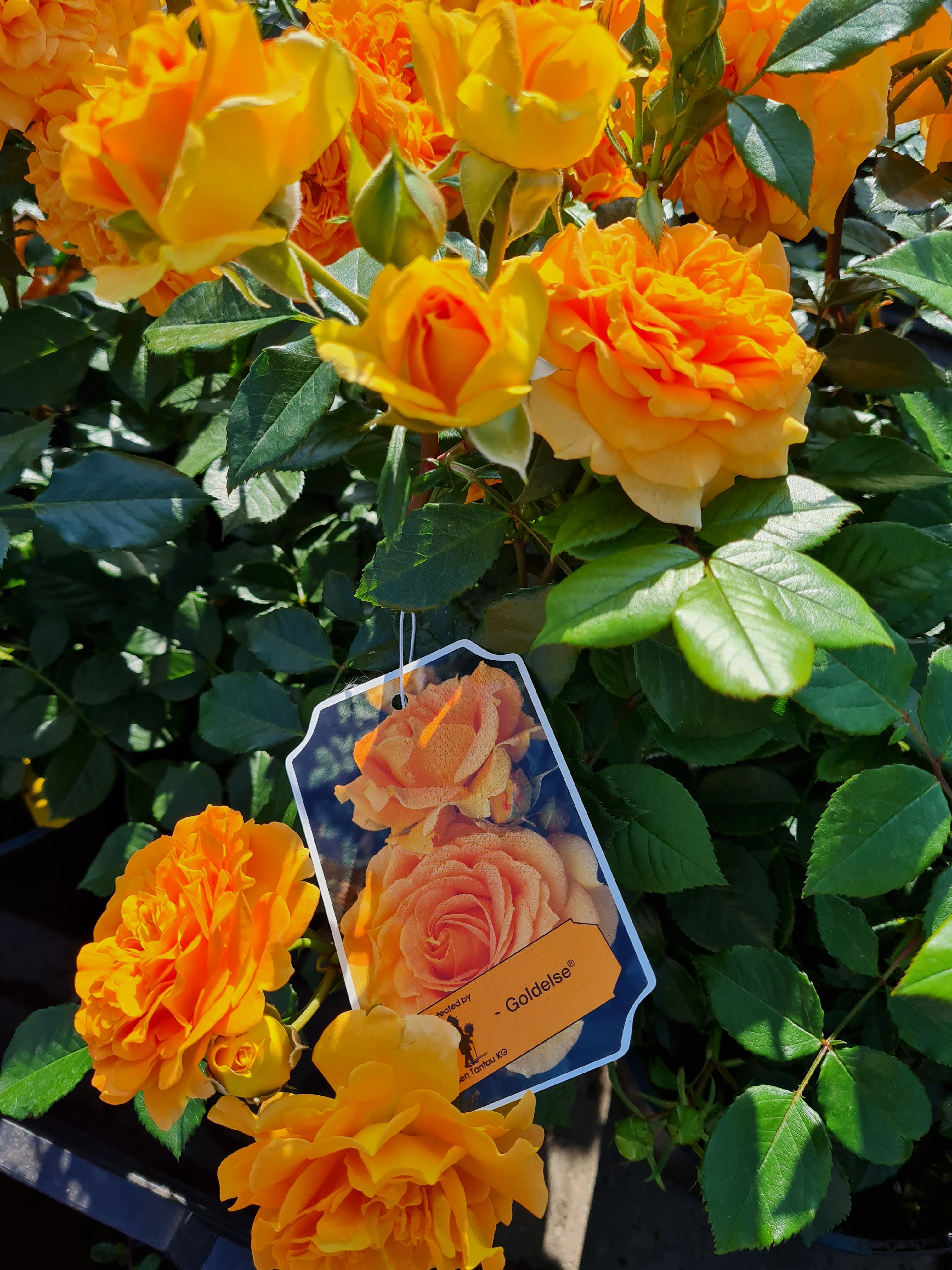 Beetrose 'Goldelse' ® - Rosa 'Goldelse' ® BT