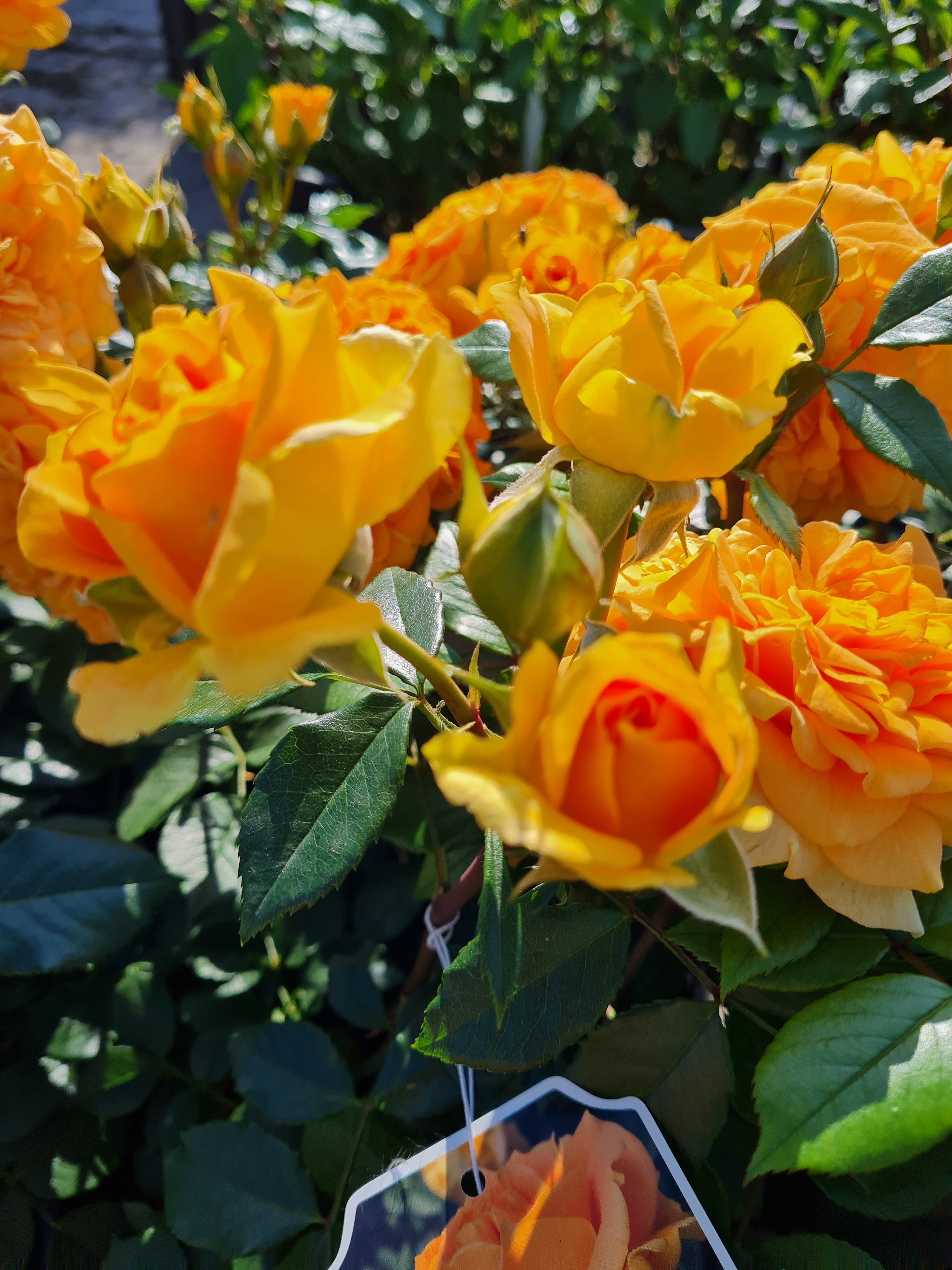 Beetrose 'Goldelse' ® - Rosa 'Goldelse' ® BT