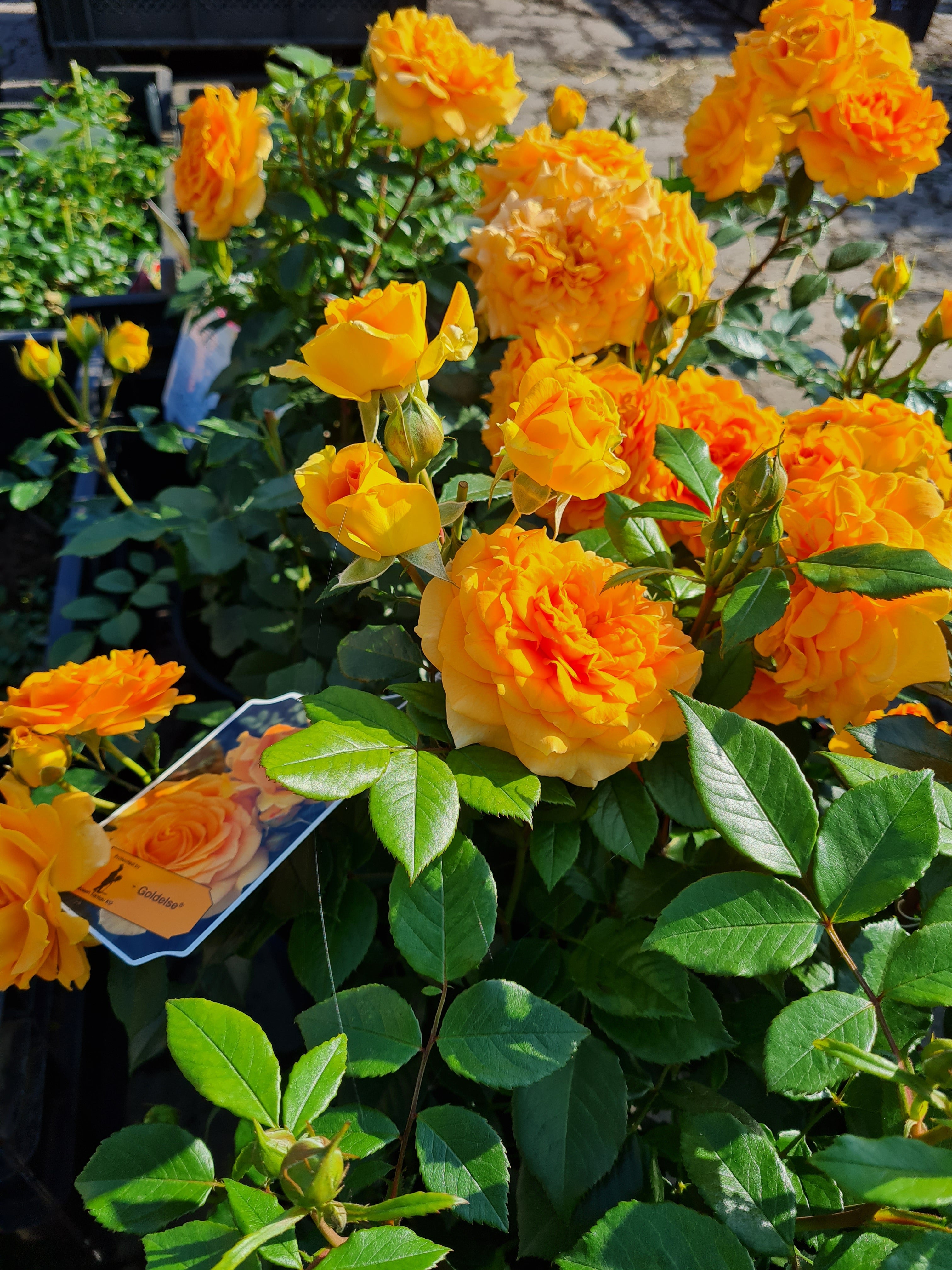 Beetrose 'Goldelse' ® - Rosa 'Goldelse' ® BT