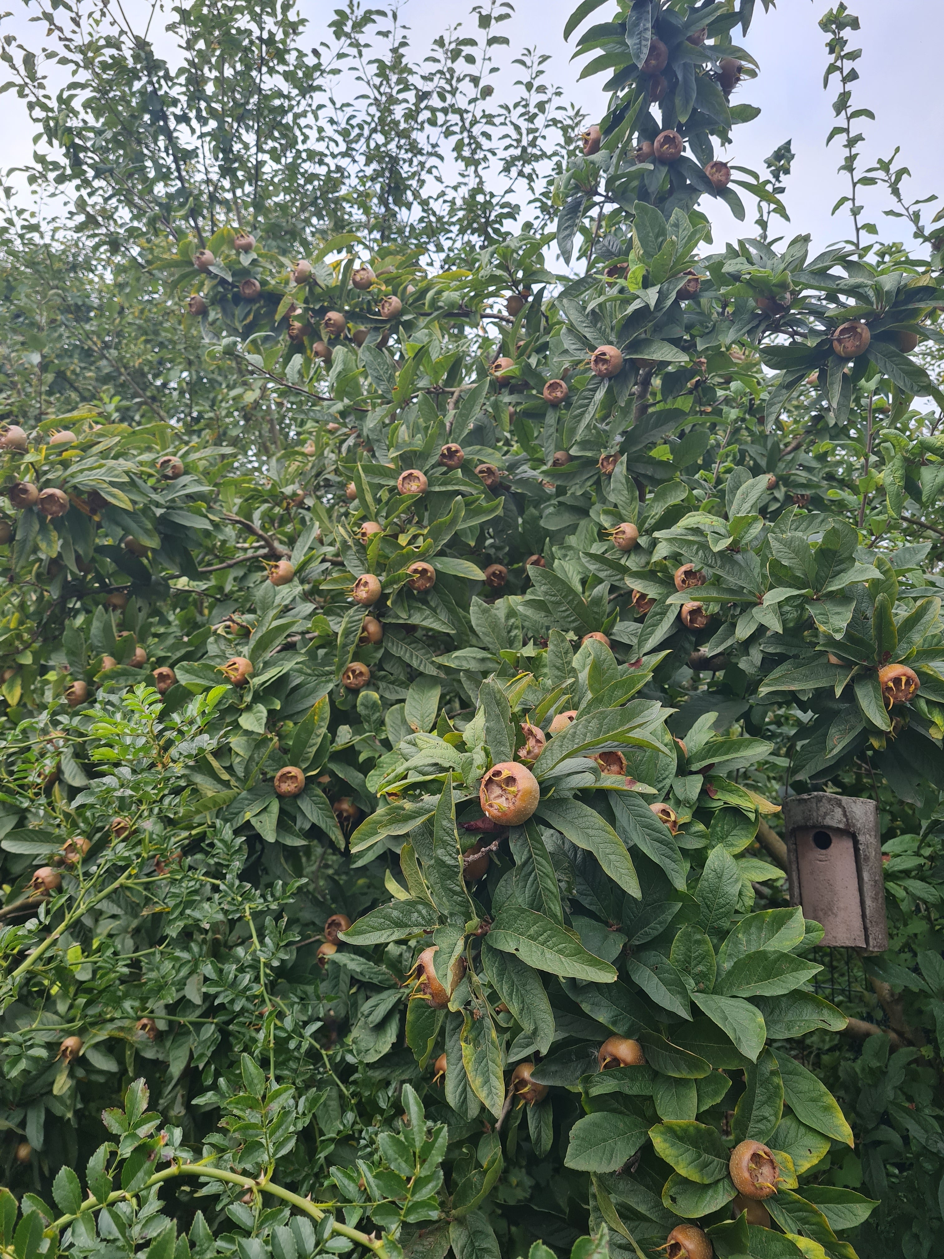 Mispel - Mespilus germanica