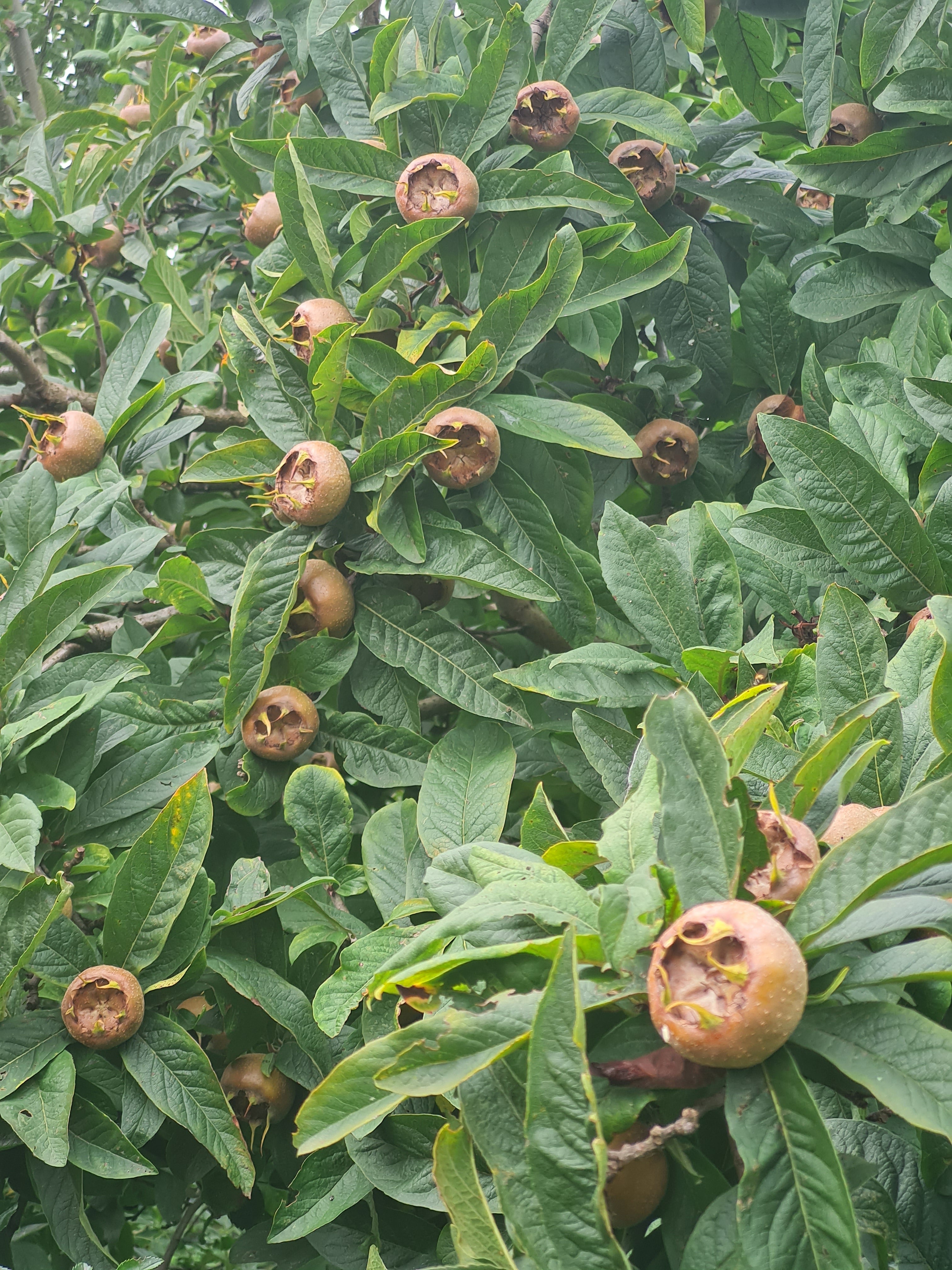 Mispel - Mespilus germanica