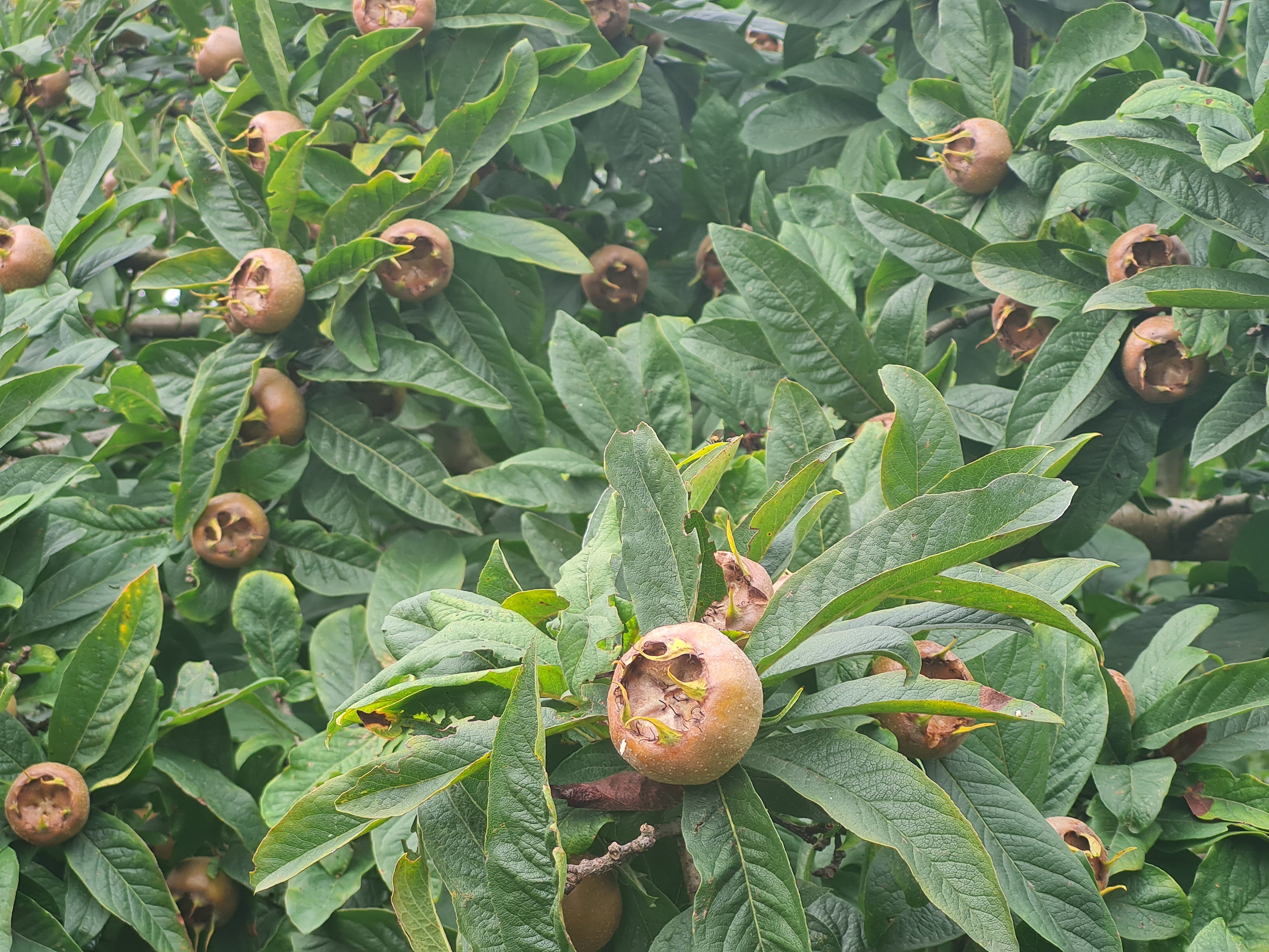Mispel - Mespilus germanica