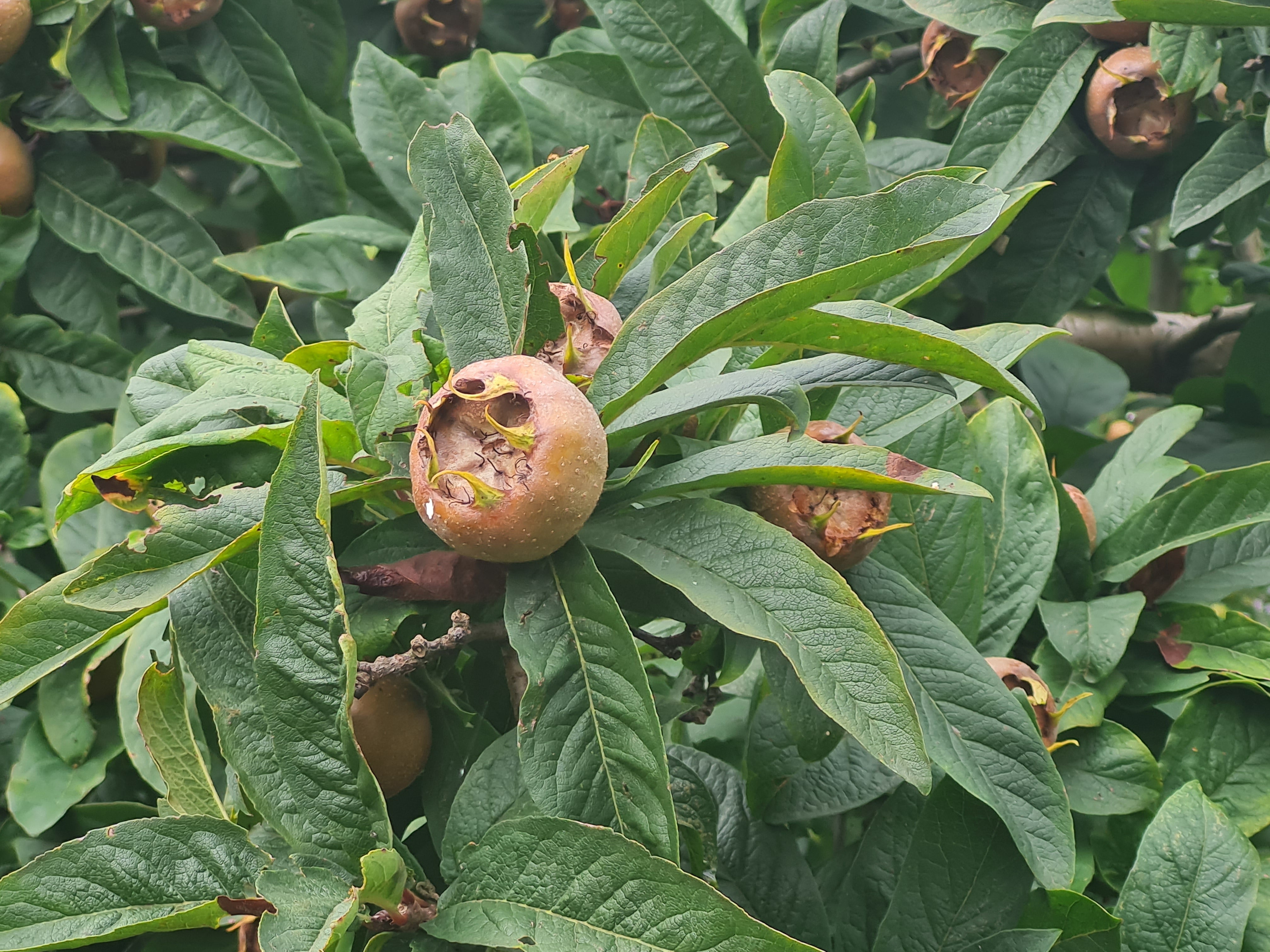 Mispel - Mespilus germanica