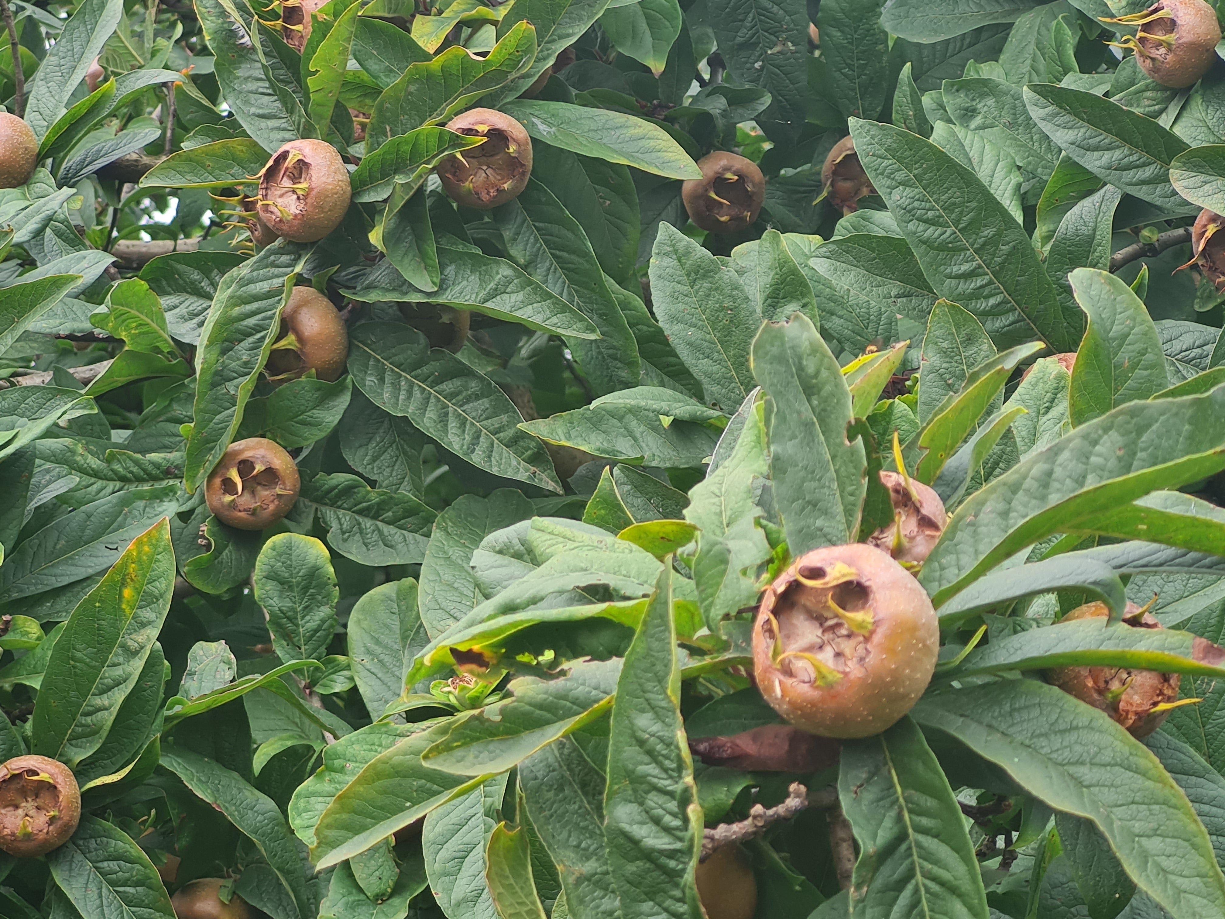 Mispel - Mespilus germanica