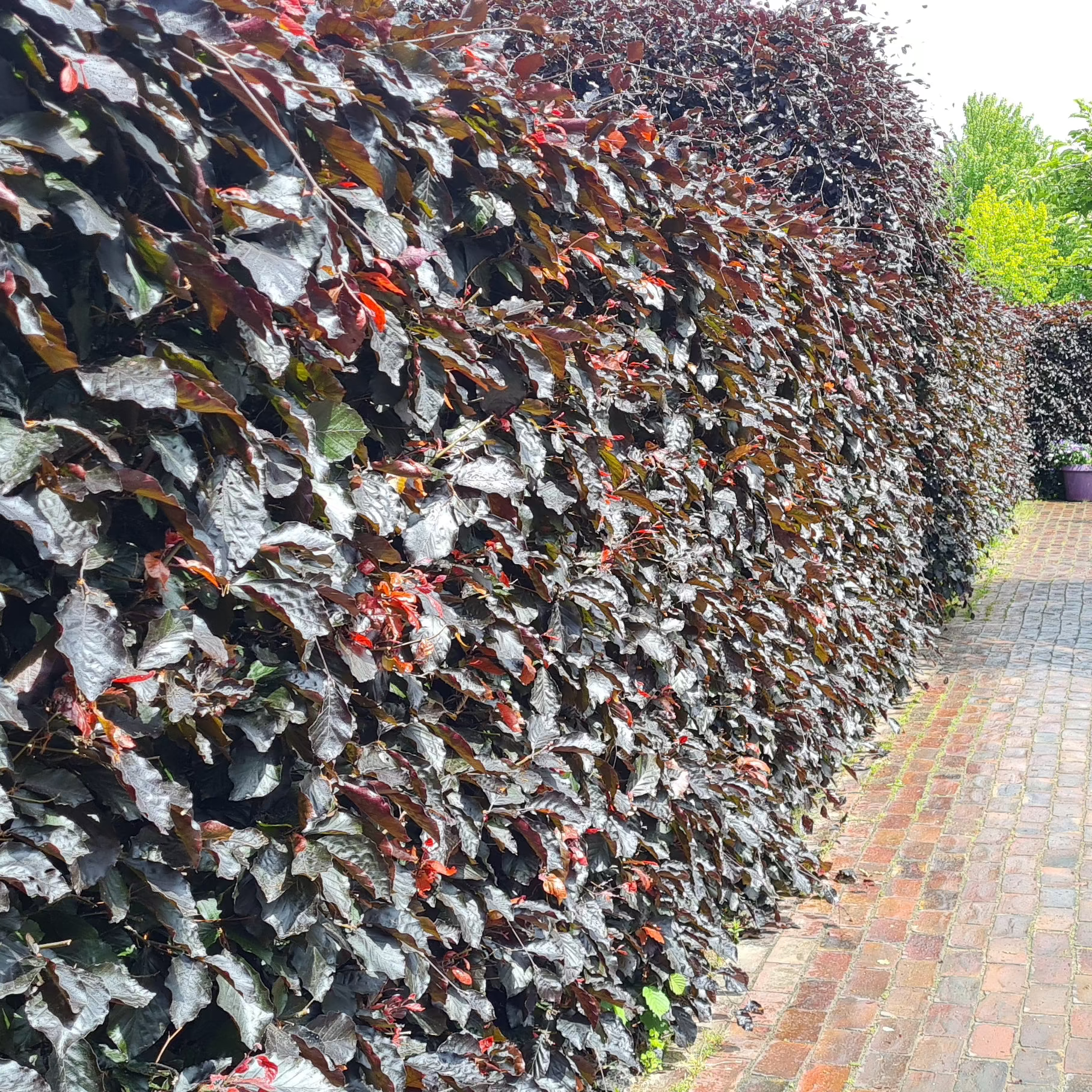 Blutbuche Heckenpflanzen - Fagus sylvatica purpurea