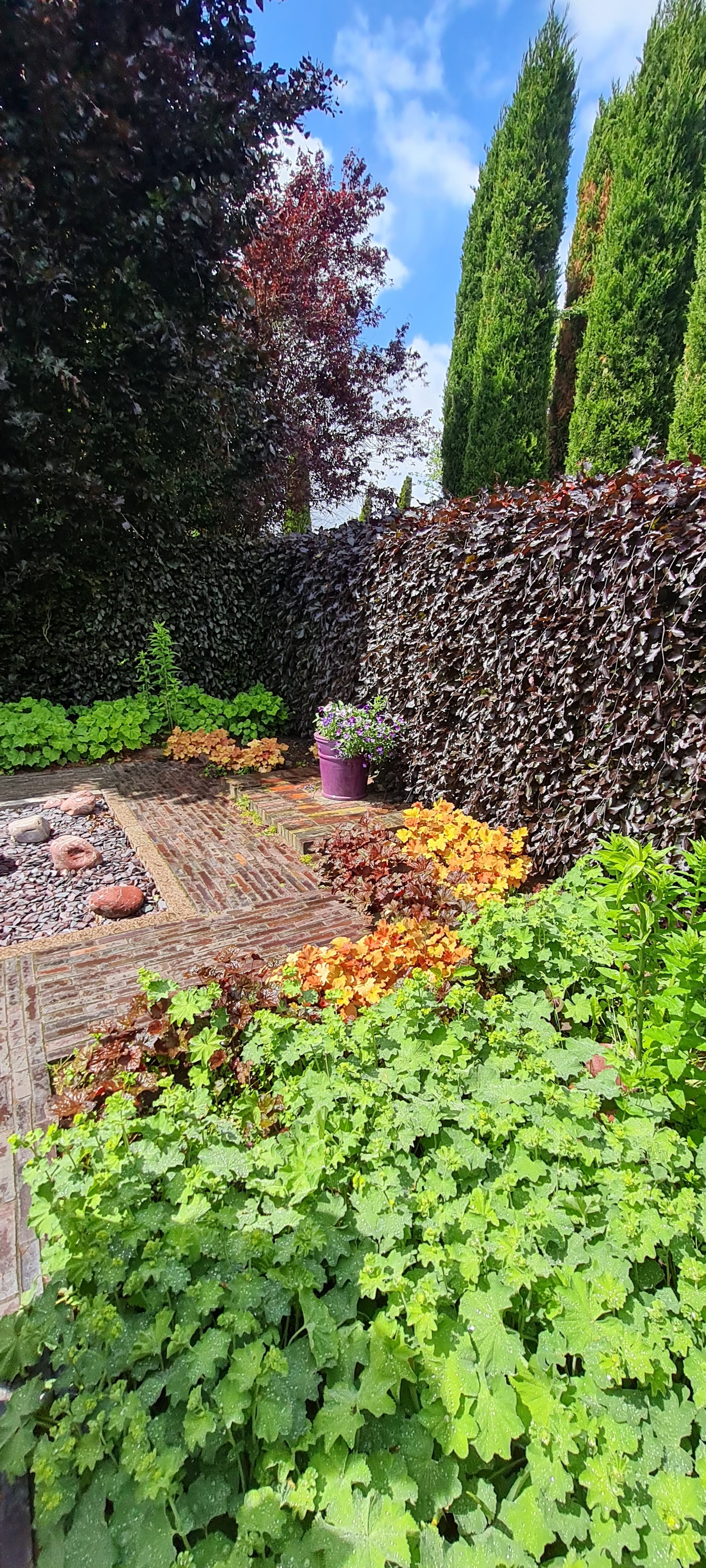 Blutbuche Heckenpflanzen - Fagus sylvatica purpurea