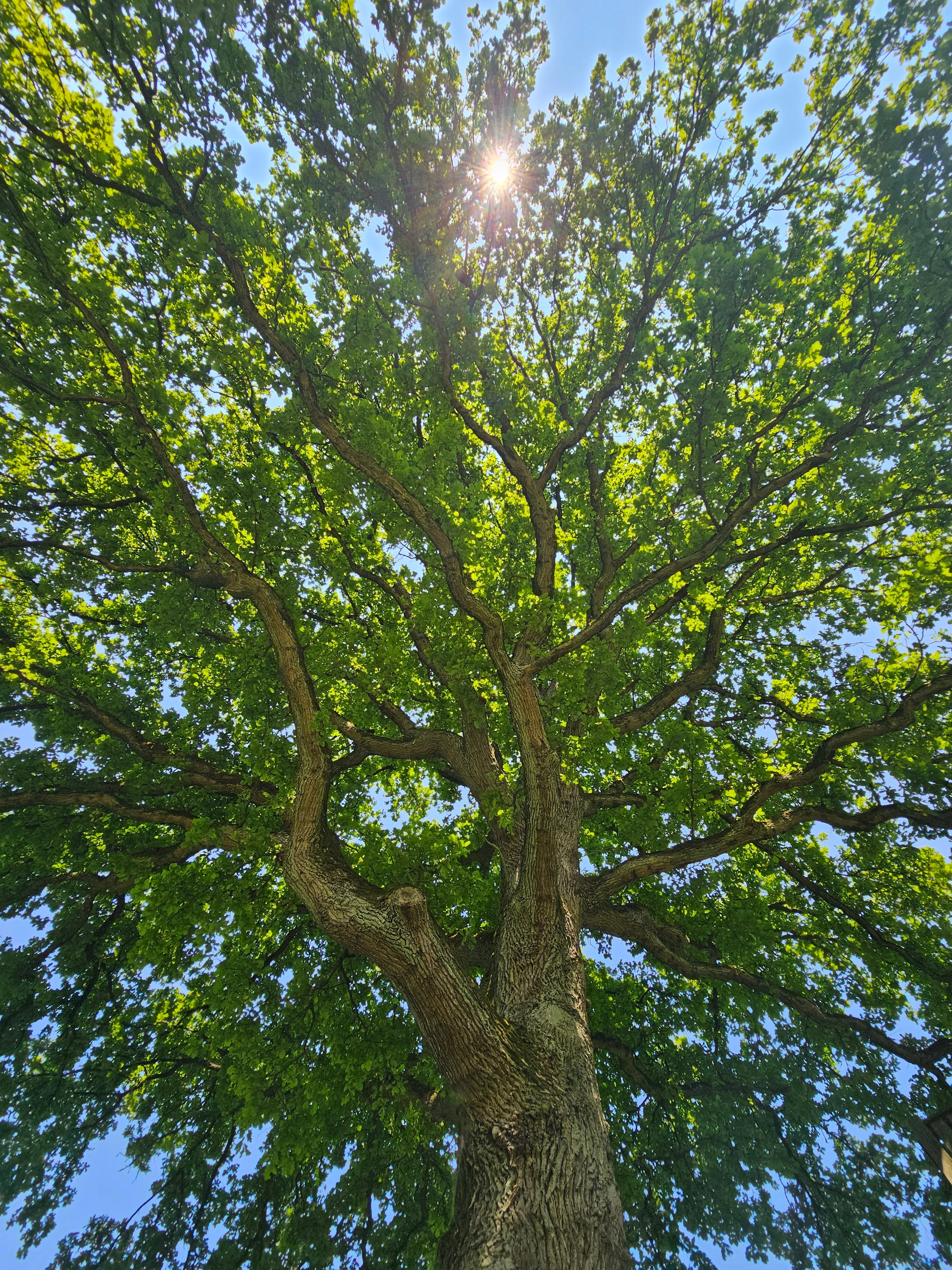 Stieleiche / Deutsche Eiche - Quercus robur