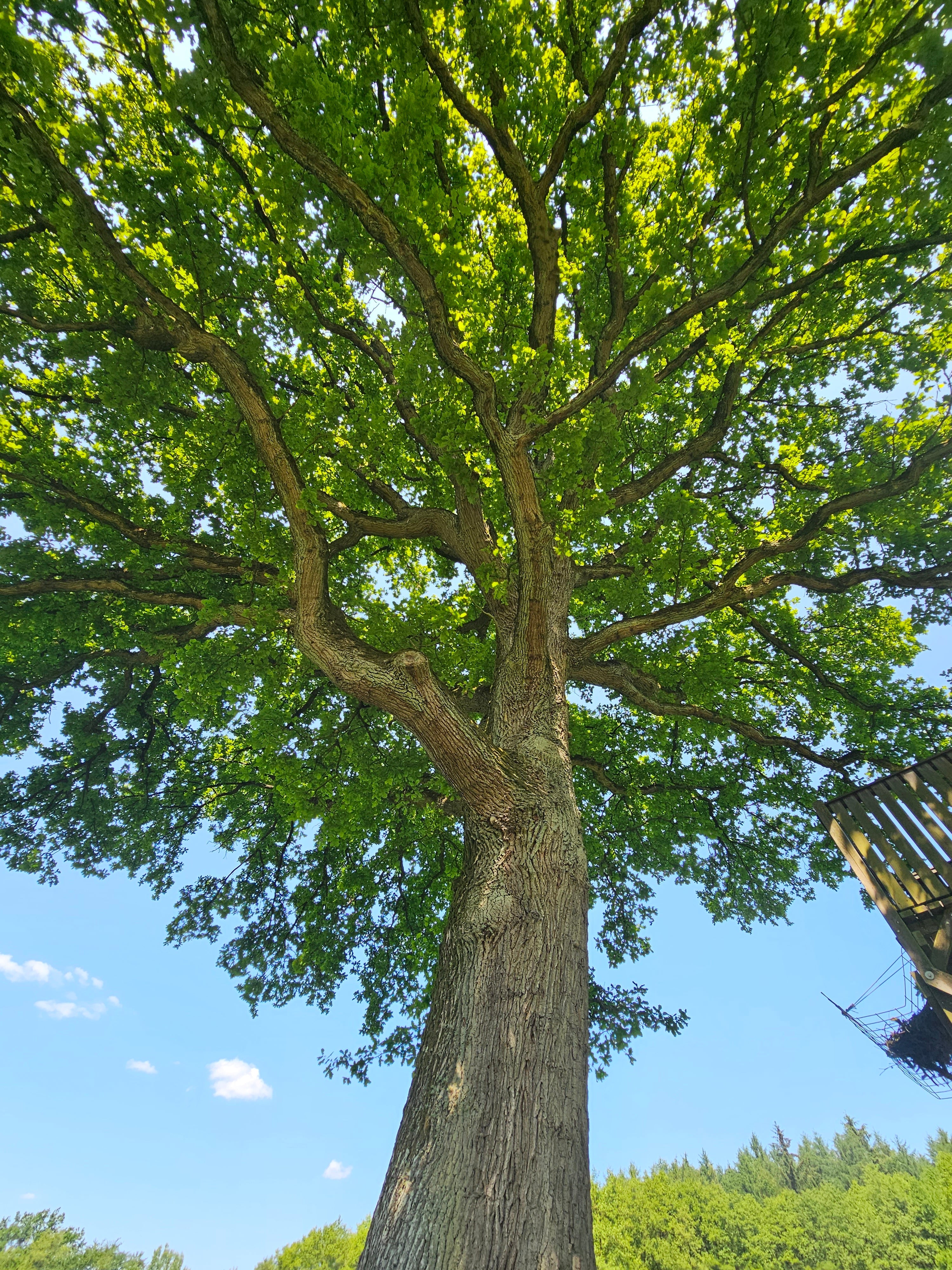 Stieleiche / Deutsche Eiche - Quercus robur