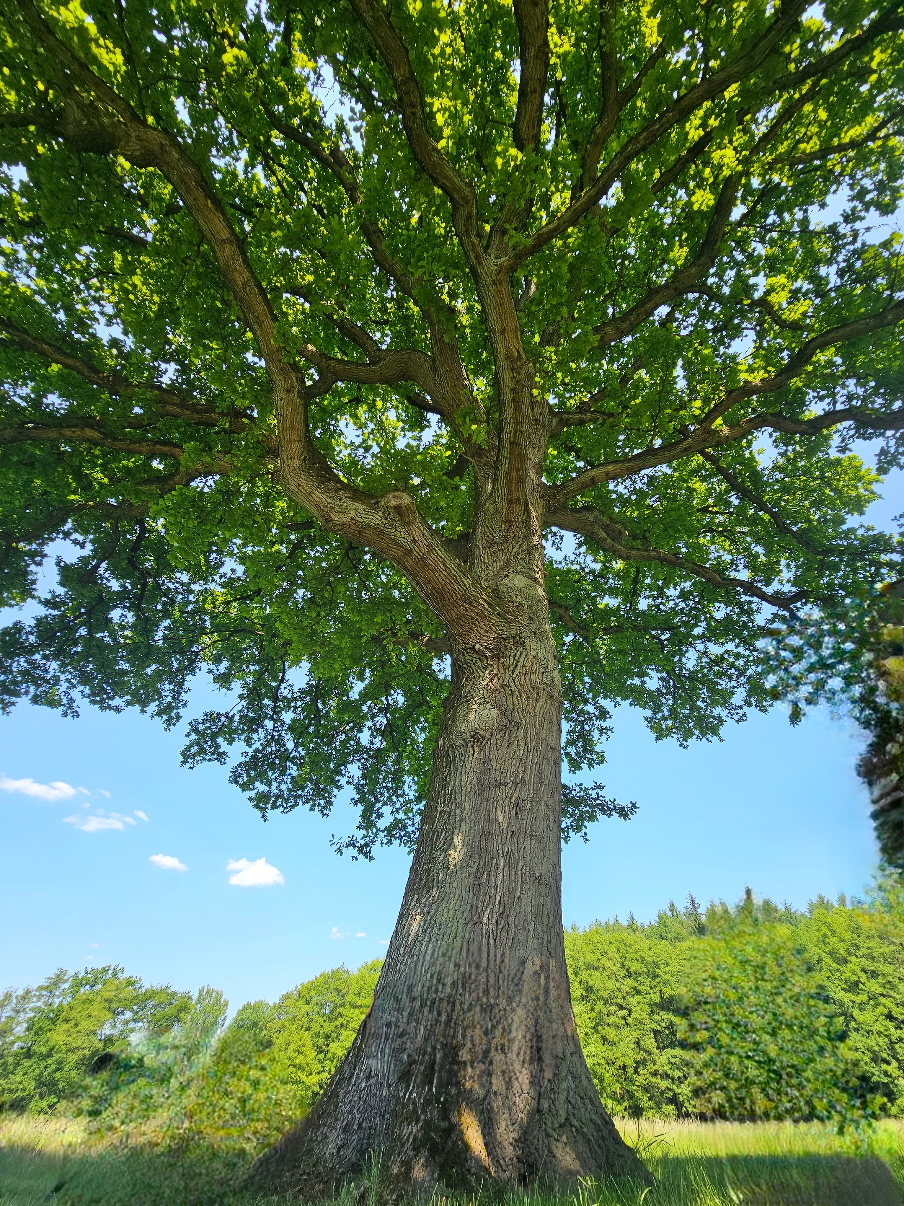Stieleiche / Deutsche Eiche - Quercus robur