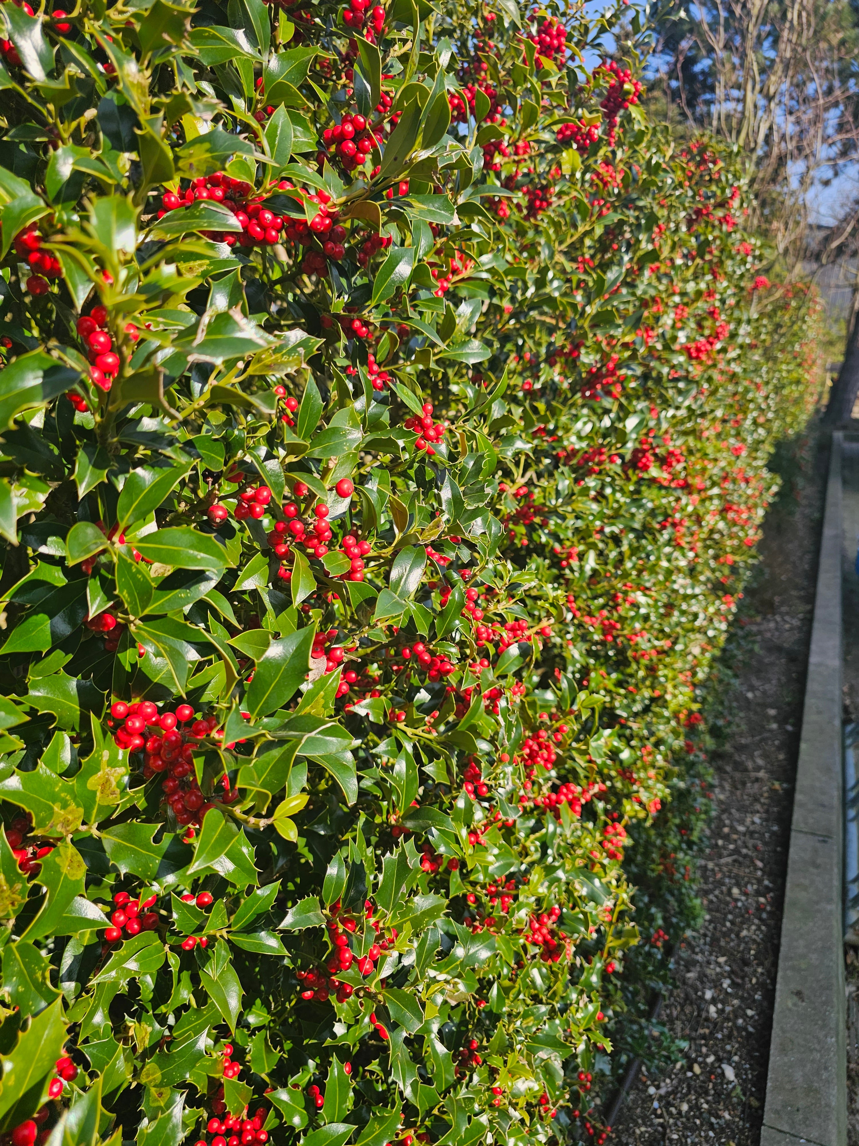Fruchtende Stechpalme 'Blue Princess' ® - Ilex meserveae 'Blue Princess' ®