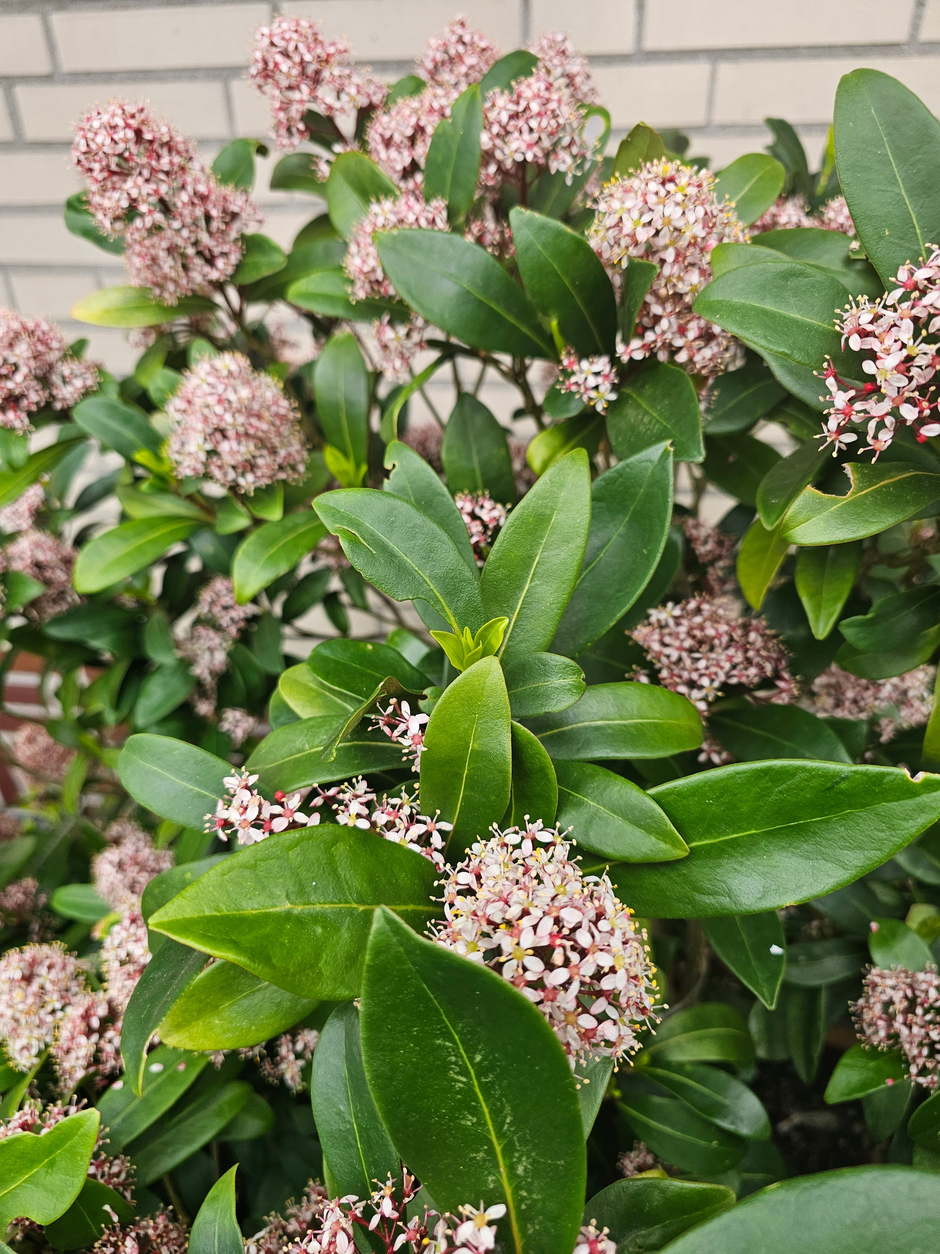 Japanische Blütenskimmie 'Rubella' - Skimmia japonica 'Rubella'