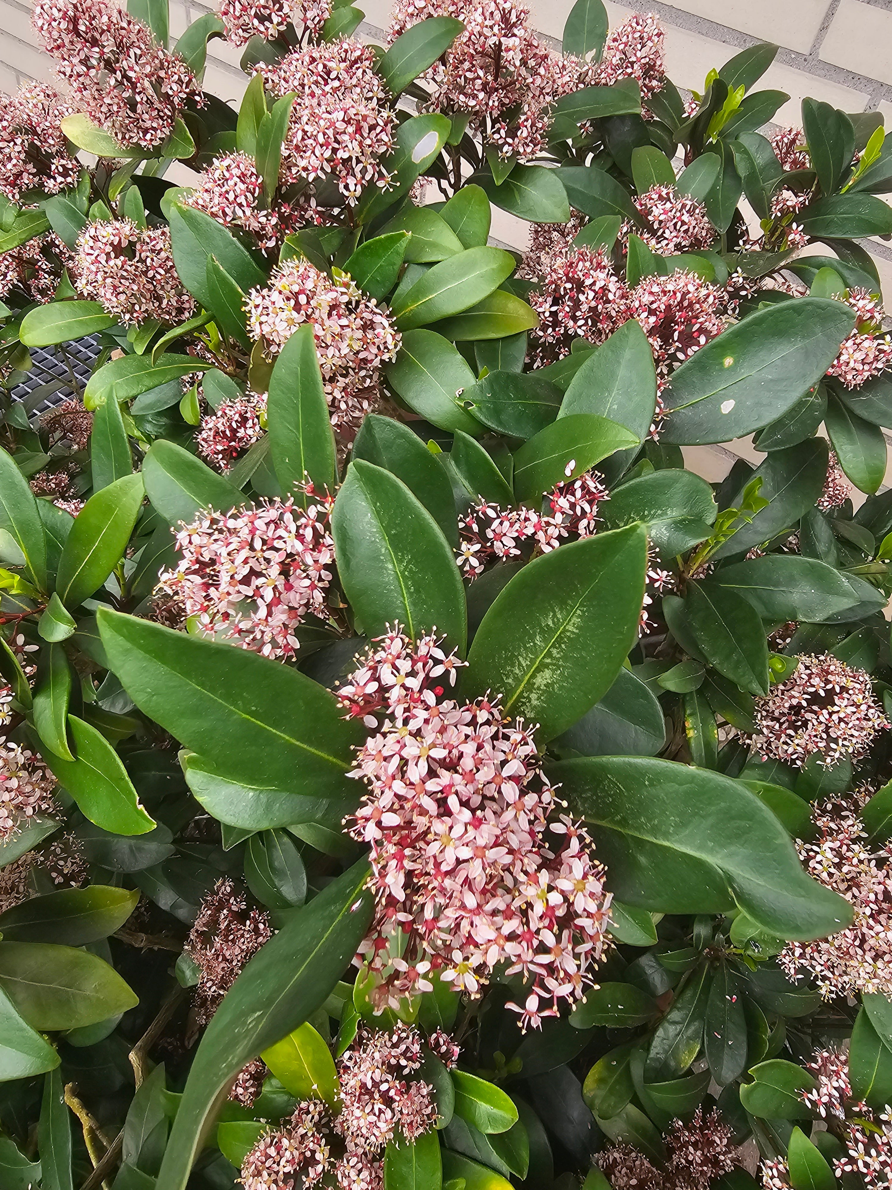Japanische Blütenskimmie 'Rubella' - Skimmia japonica 'Rubella'