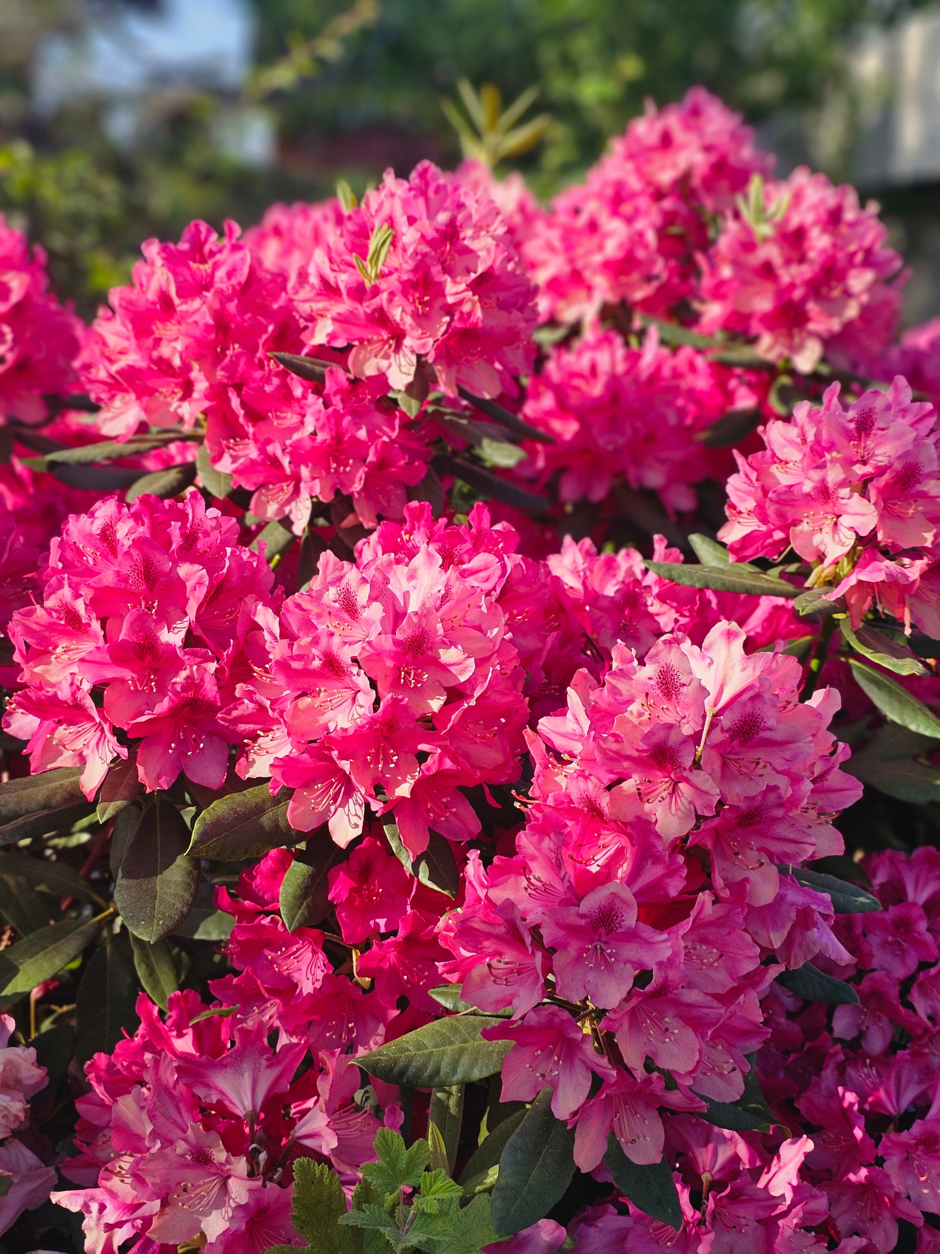Rhododendron-Hybride 'Nova Zembla' - Rhododendron Hybride 'Nova Zembla'