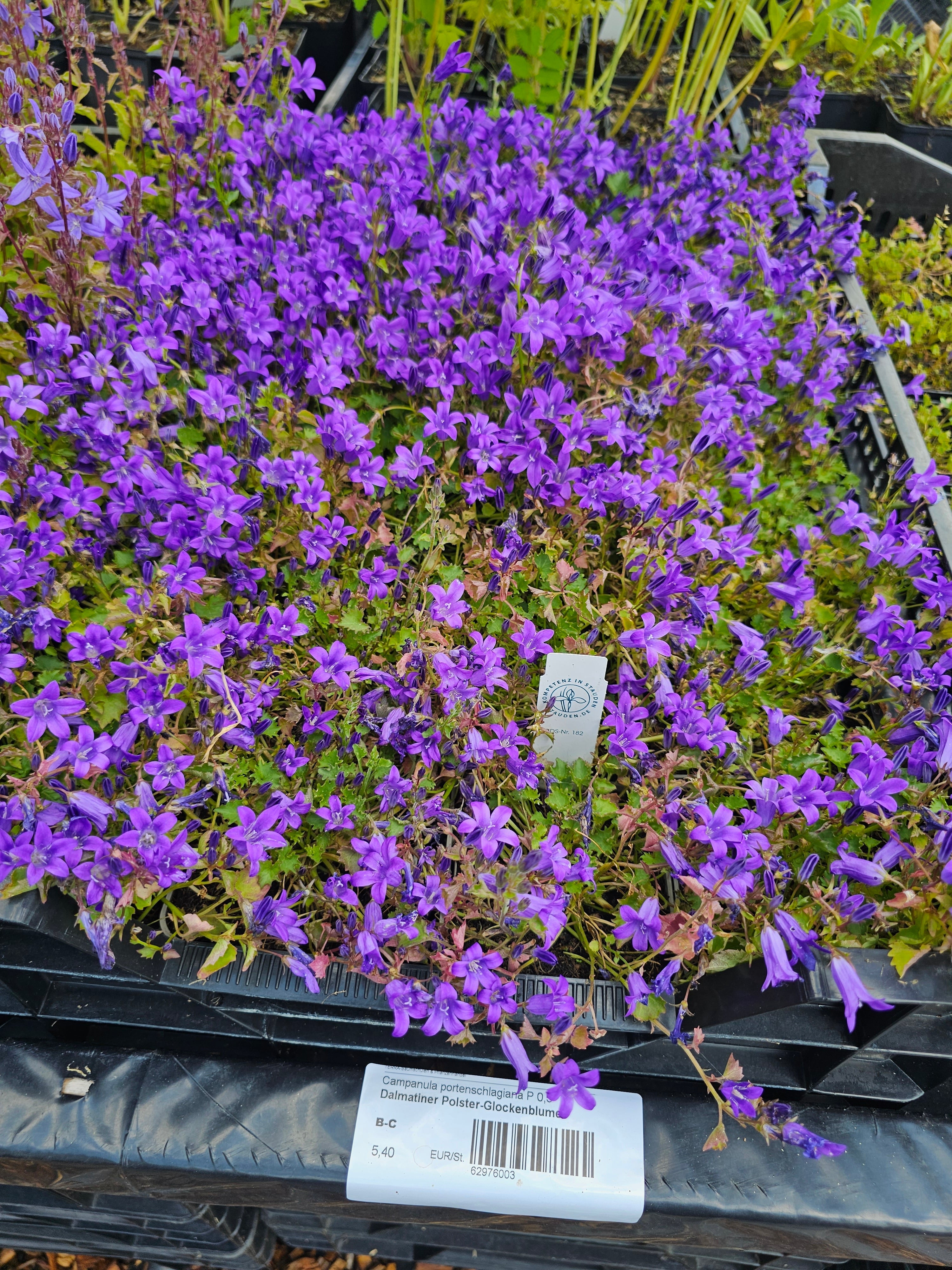 Dalmatiner Polster-Glockenblume - Campanula portenschlagiana
