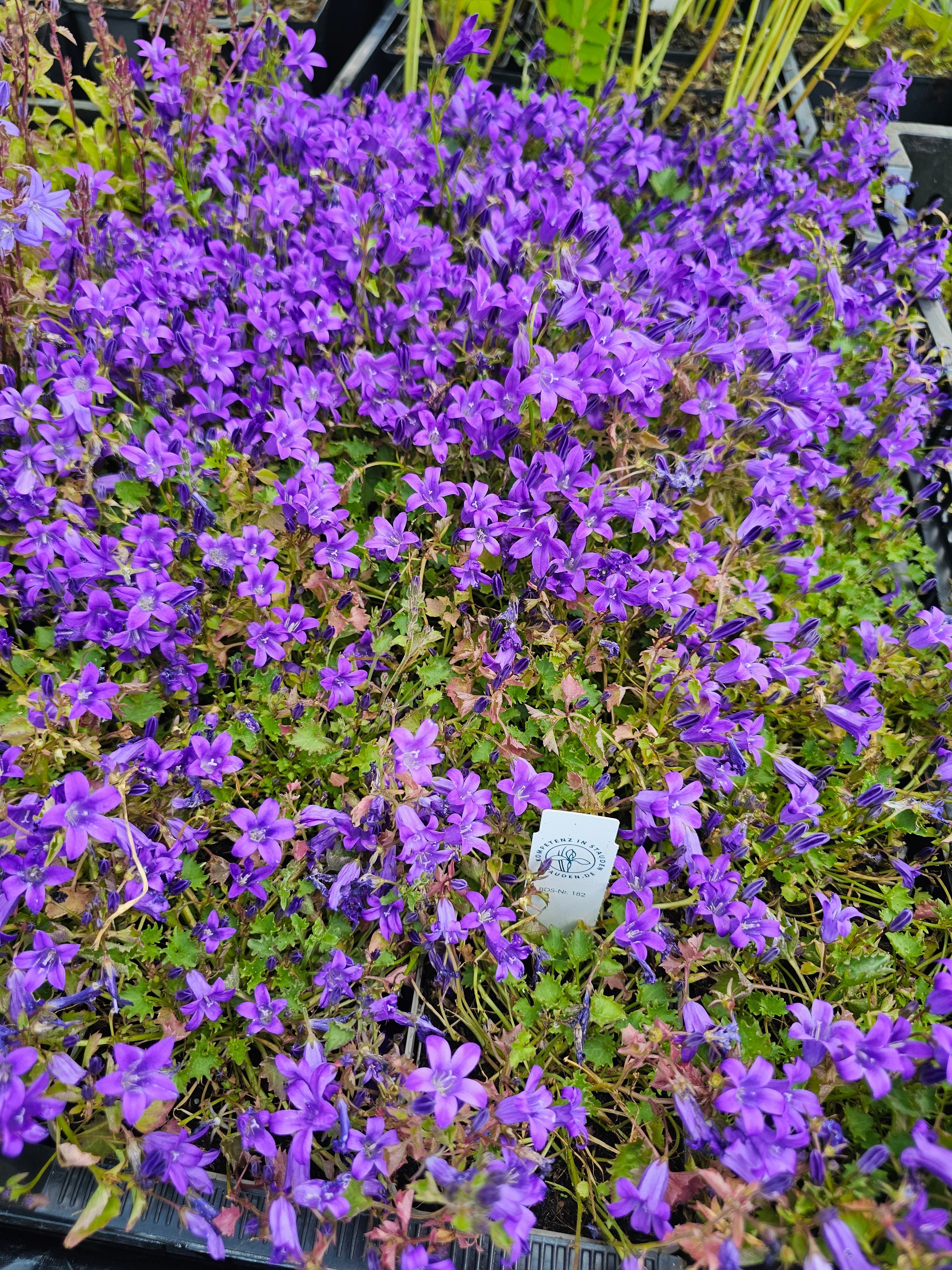 Dalmatiner Polster-Glockenblume - Campanula portenschlagiana