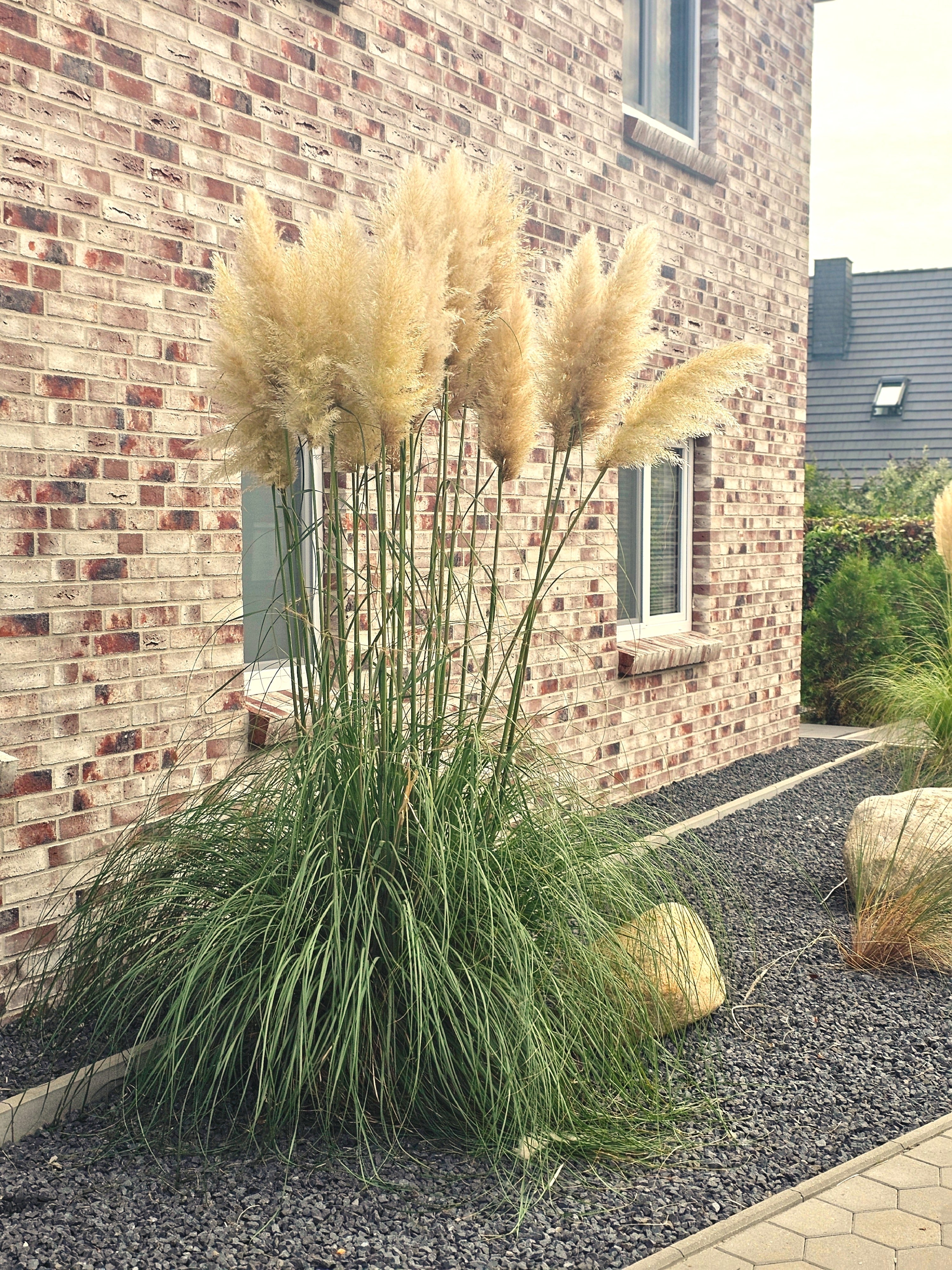 Pampasgras - Cortaderia selloana