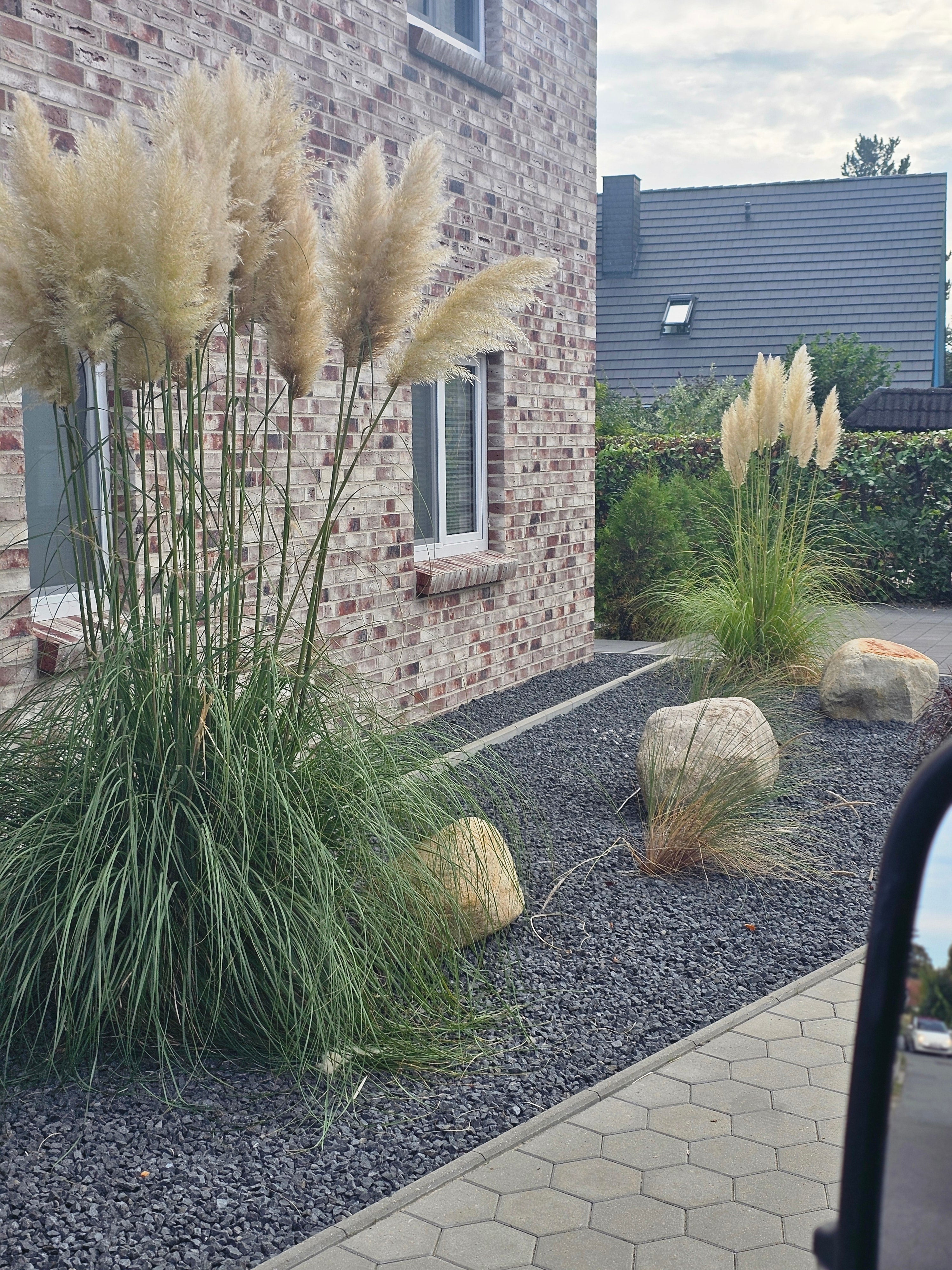 Pampasgras - Cortaderia selloana