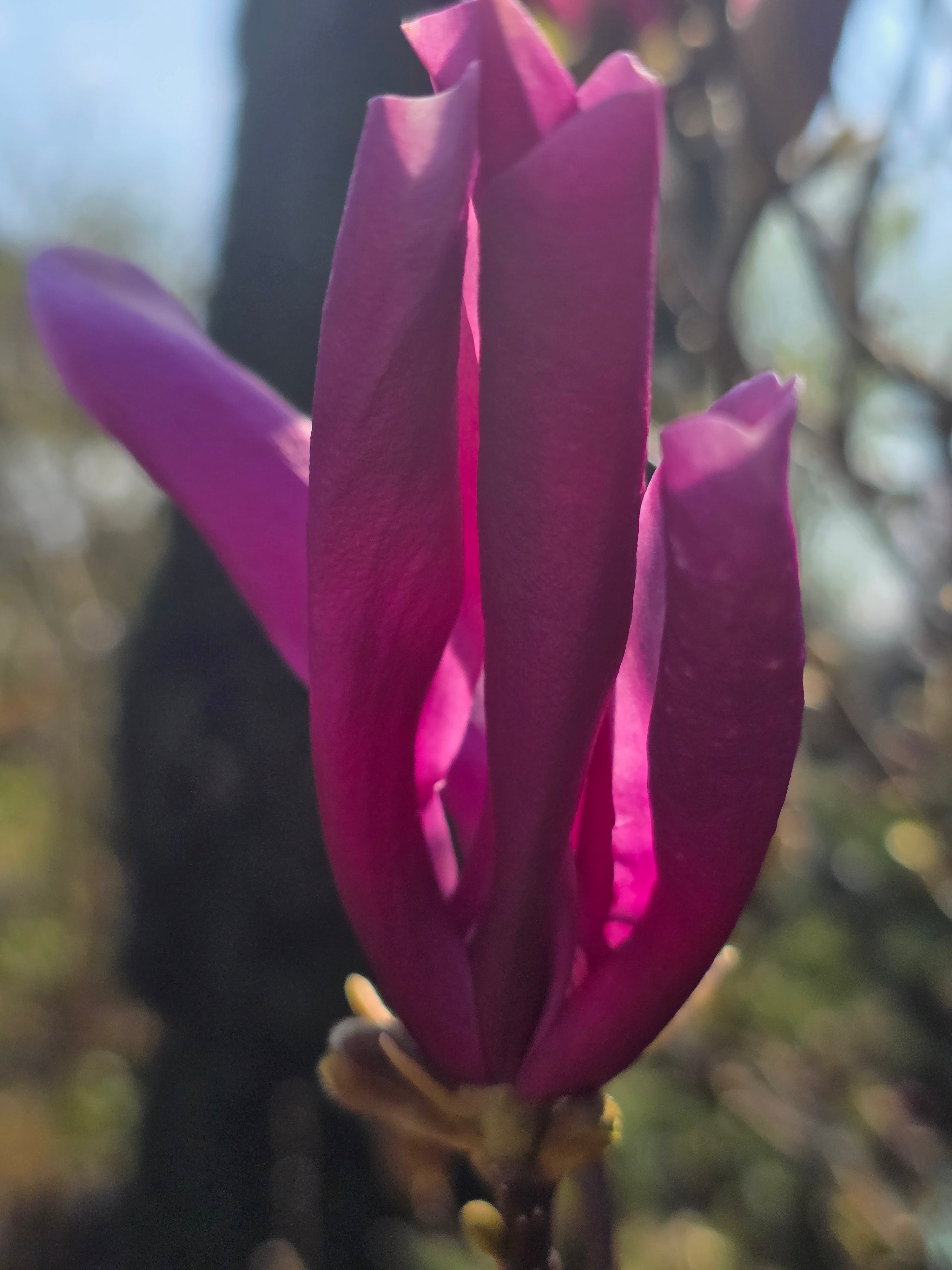 Purpurmagnolie 'Nigra' - Magnolia liliiflora 'Nigra'