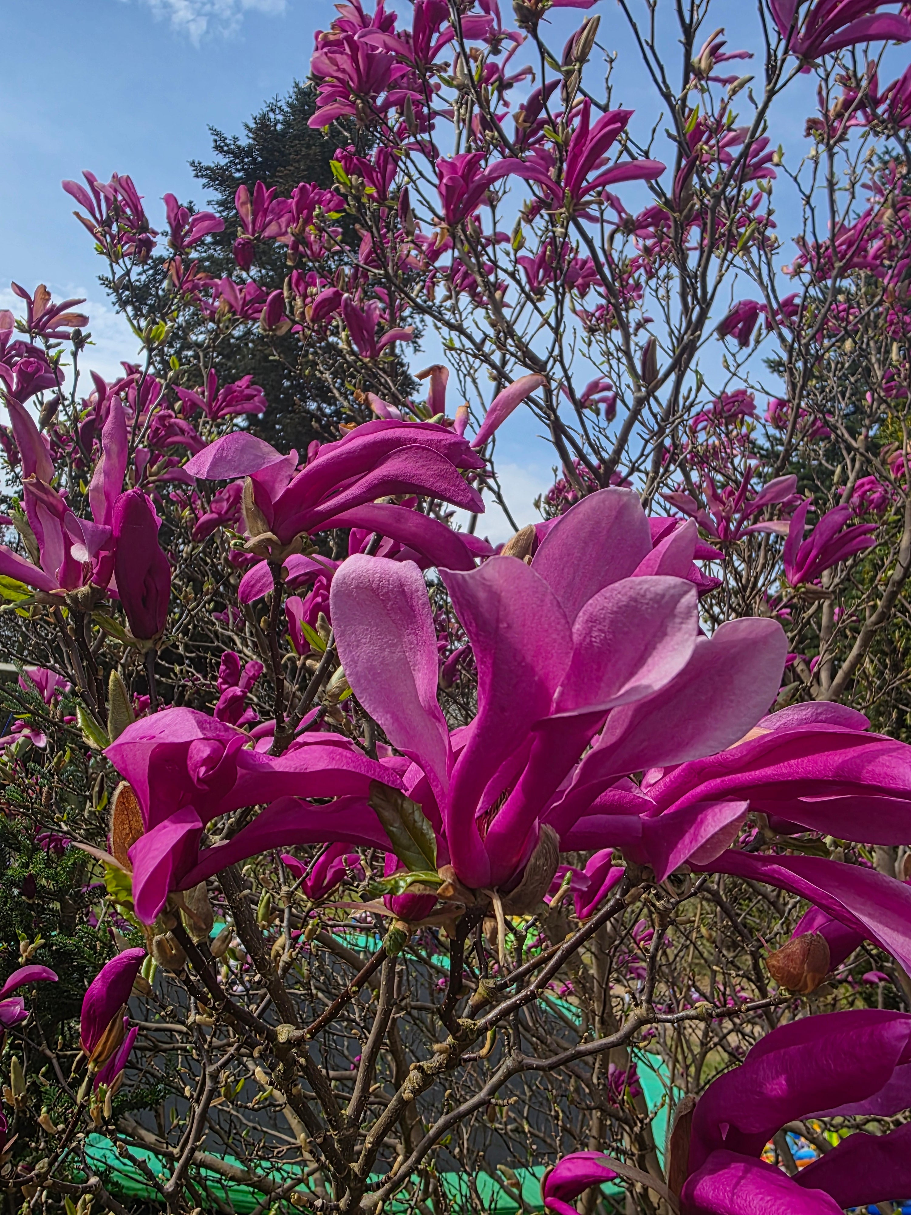 Purpurmagnolie 'Nigra' - Magnolia liliiflora 'Nigra'