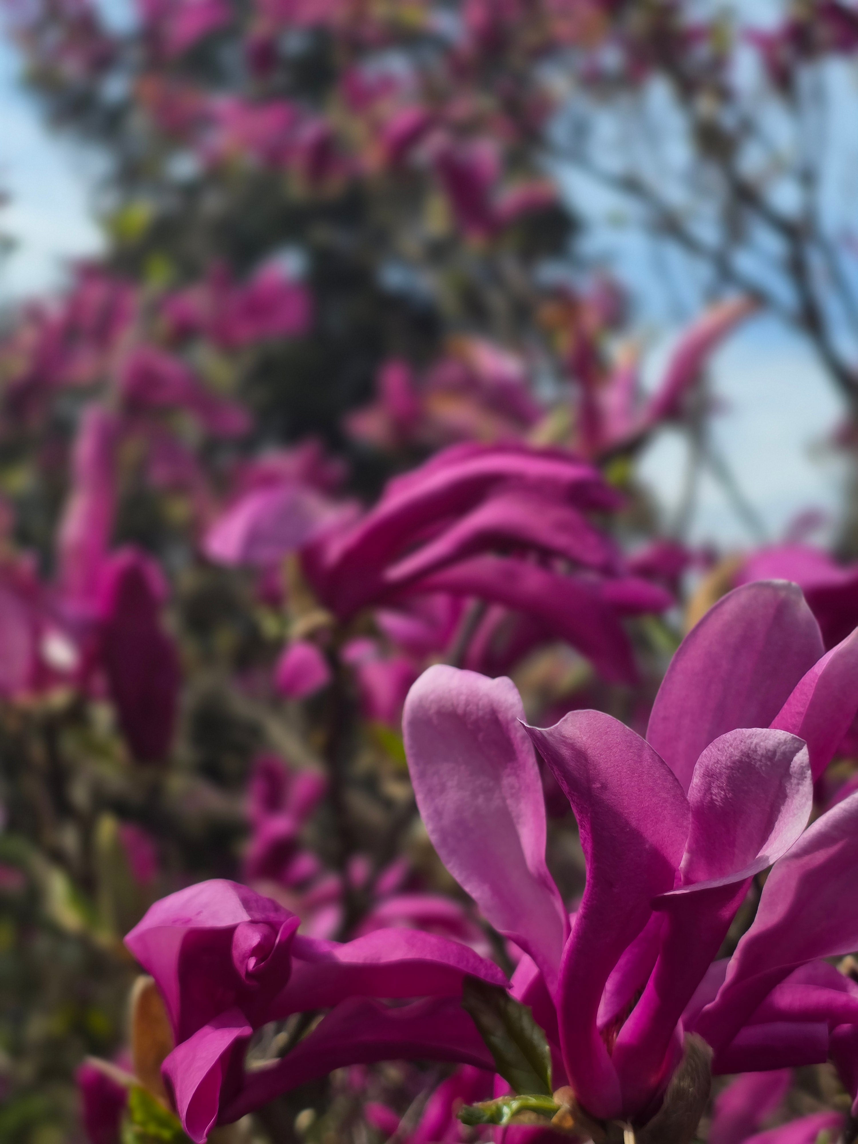 Purpurmagnolie 'Nigra' - Magnolia liliiflora 'Nigra'