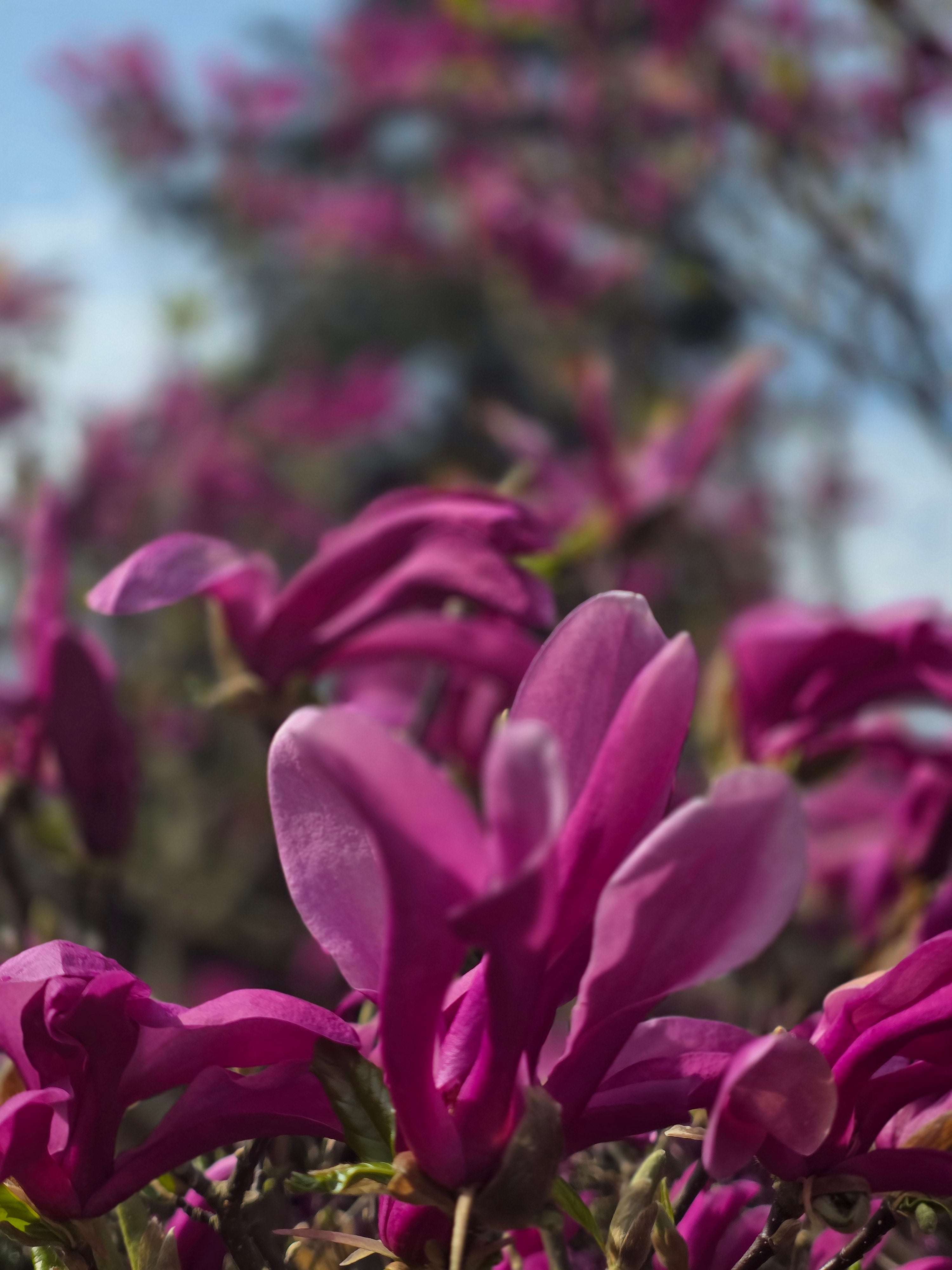 Niedrige Magnolie 'Susan' - Magnolia liliiflora 'Susan'