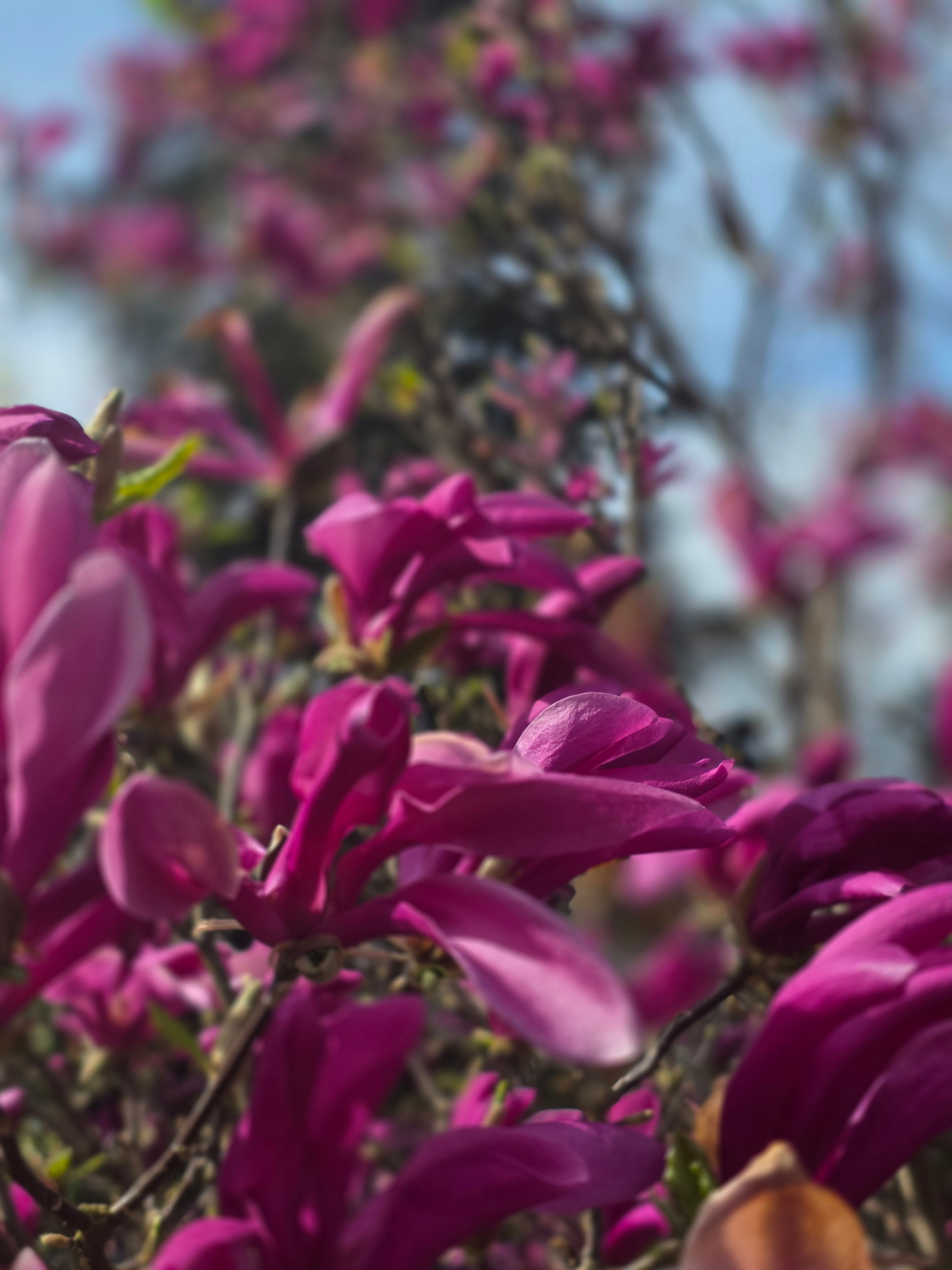 Purpurmagnolie 'Nigra' - Magnolia liliiflora 'Nigra'