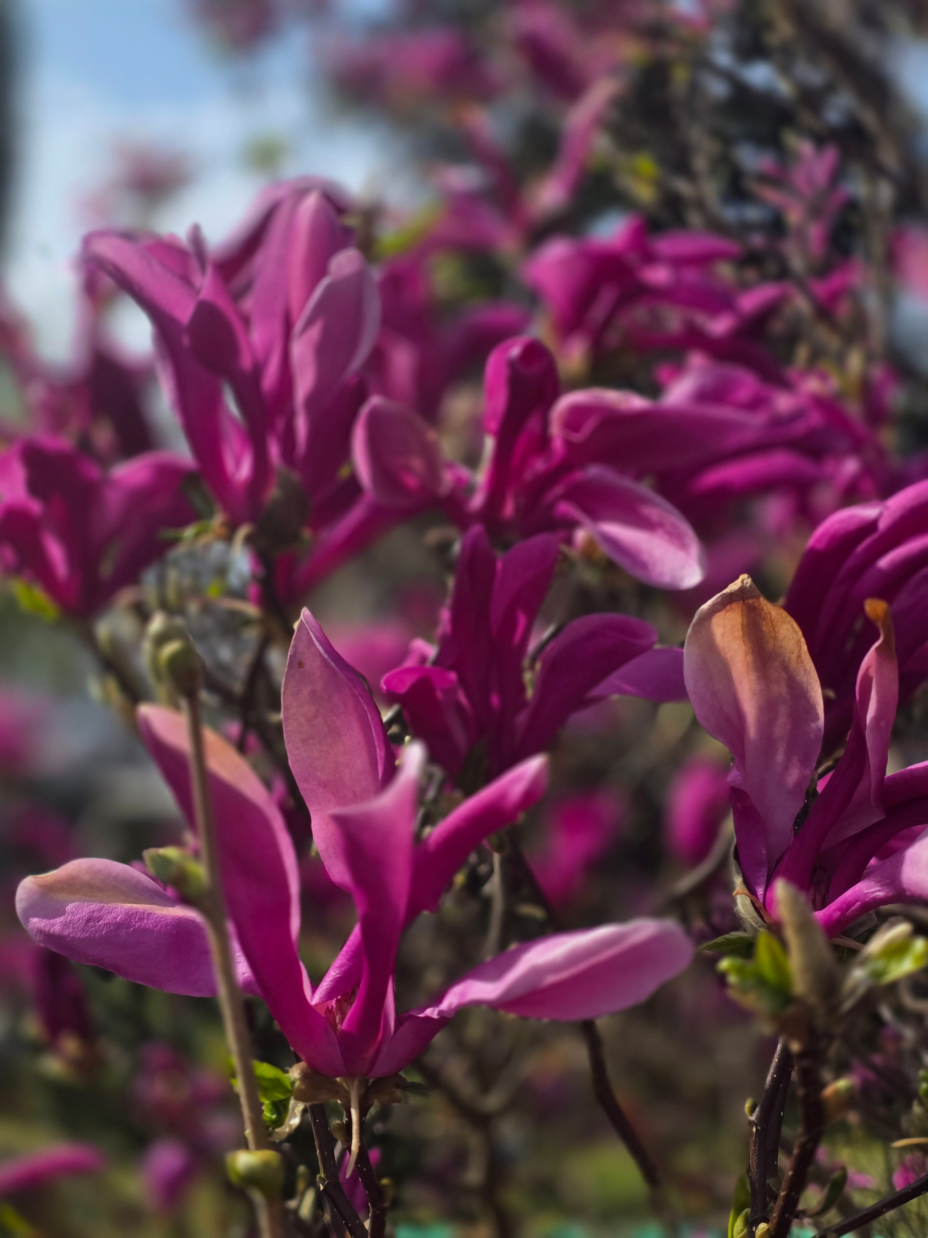 Purpurmagnolie 'Nigra' - Magnolia liliiflora 'Nigra'
