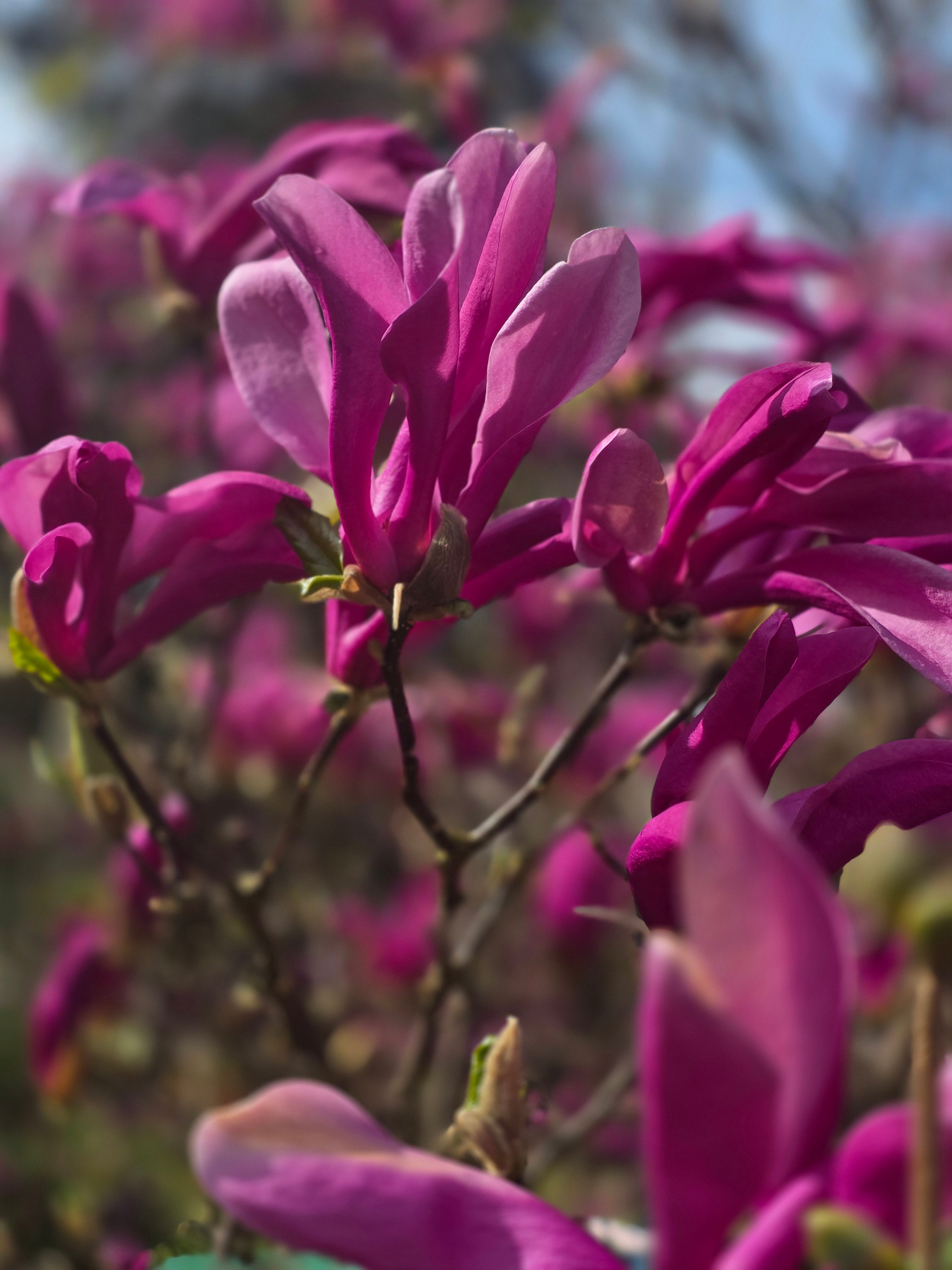 Purpurmagnolie 'Nigra' - Magnolia liliiflora 'Nigra'