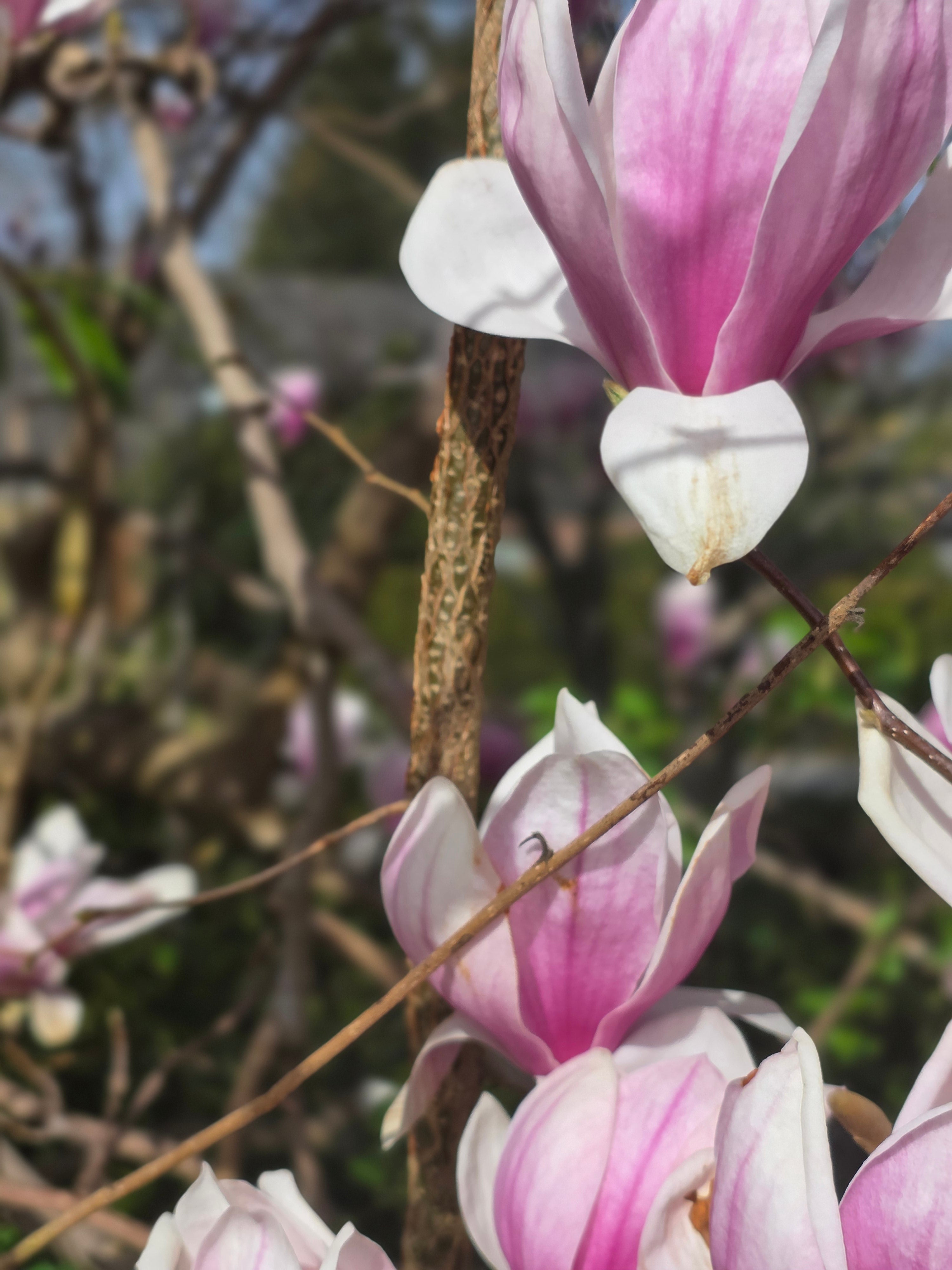 Tulpenmagnolie - Magnolia soulangiana