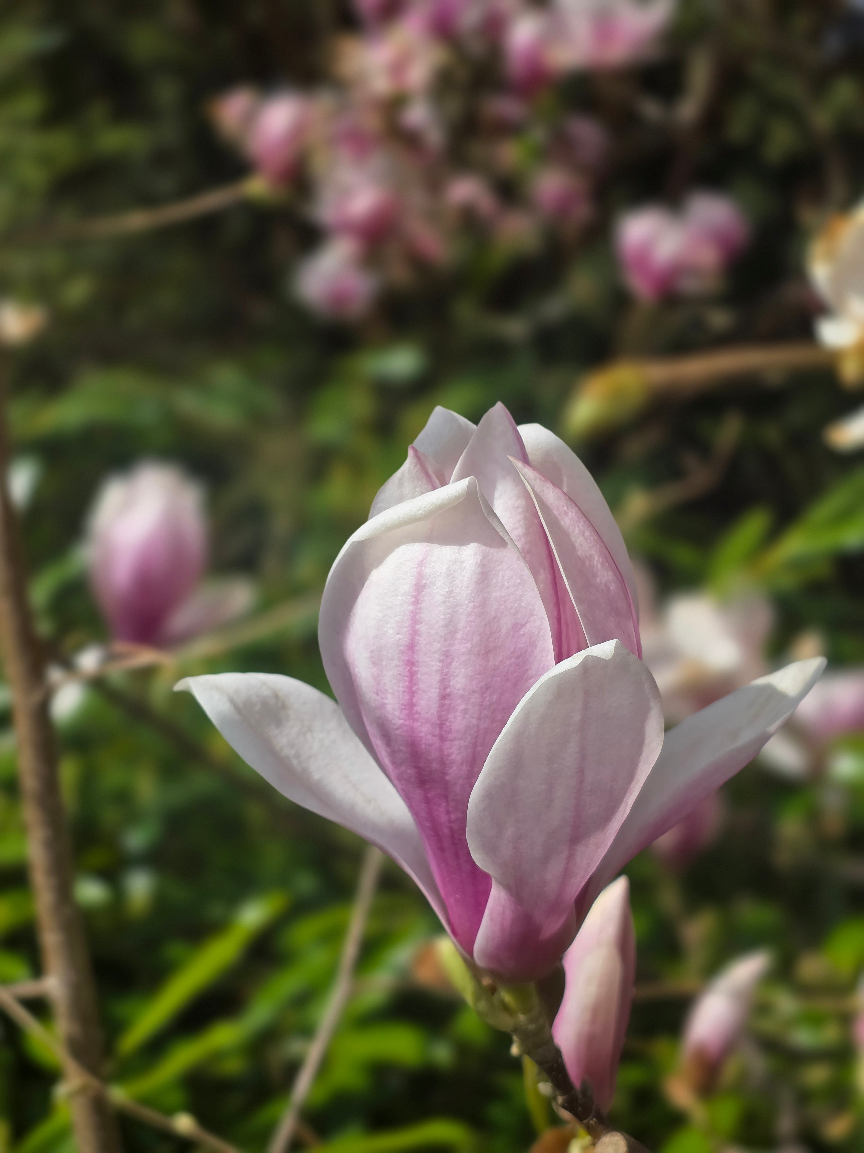 Tulpenmagnolie - Magnolia soulangiana