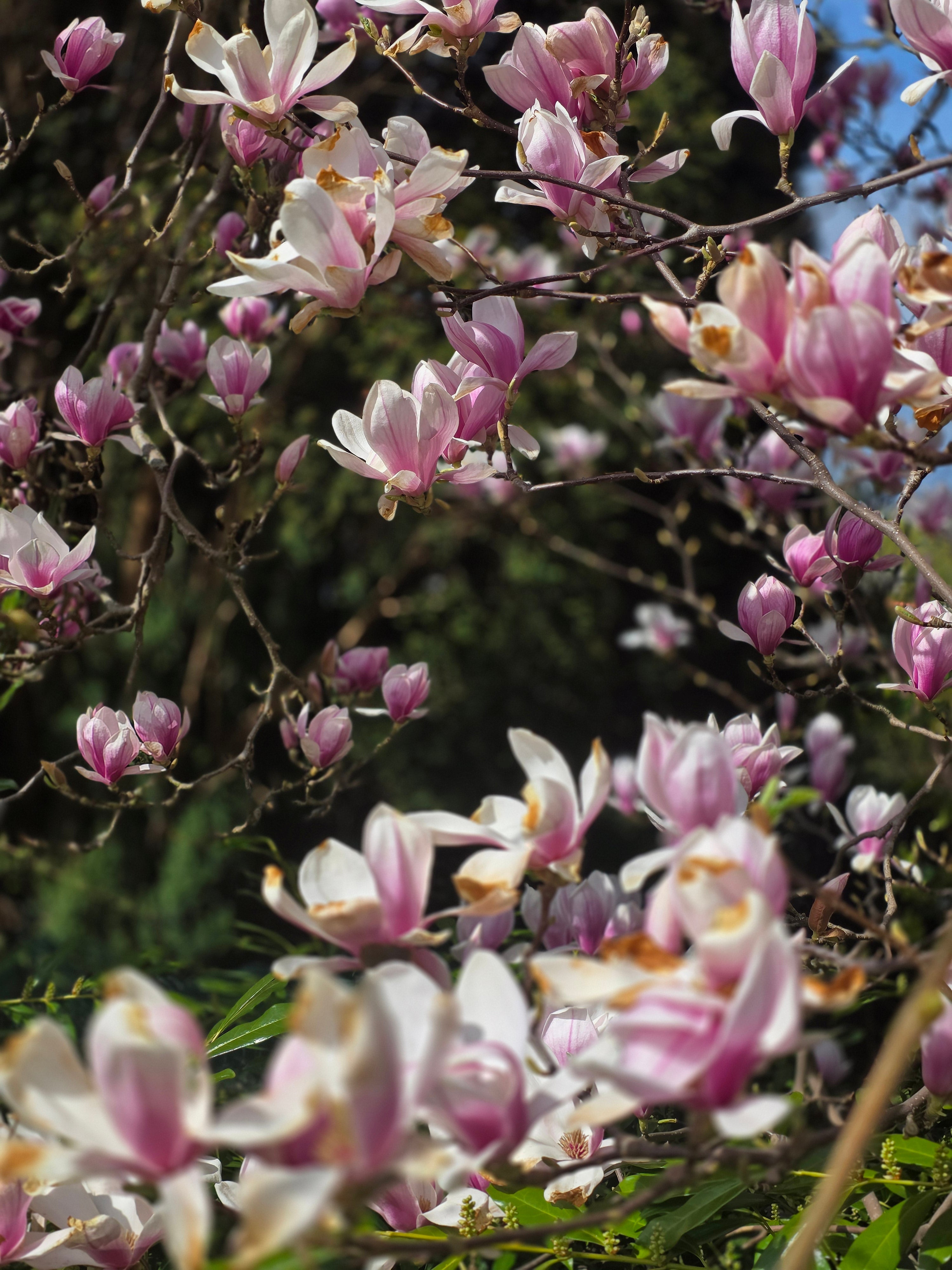 Tulpenmagnolie - Magnolia soulangiana