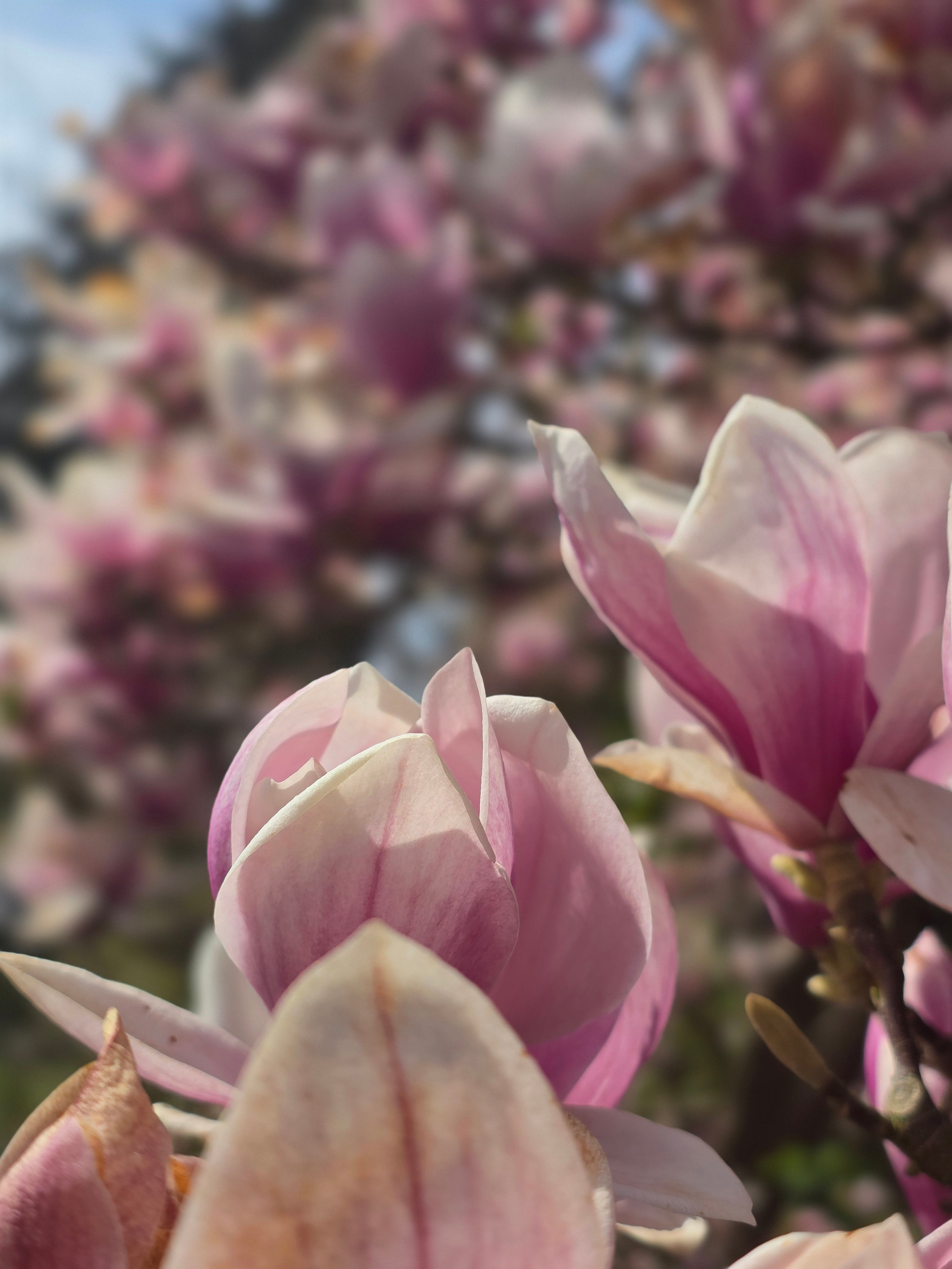 Tulpenmagnolie - Magnolia soulangiana