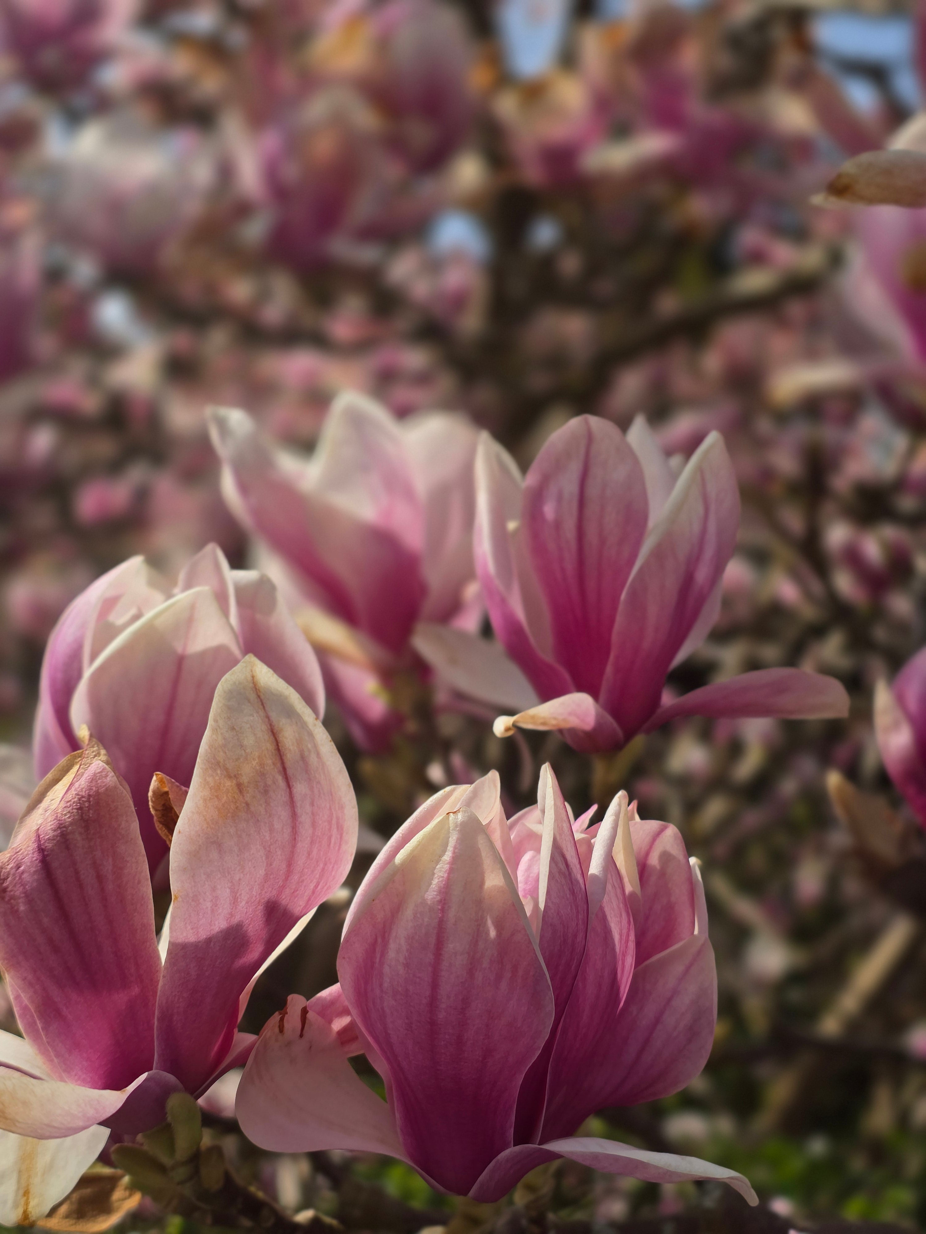 Tulpenmagnolie - Magnolia soulangiana