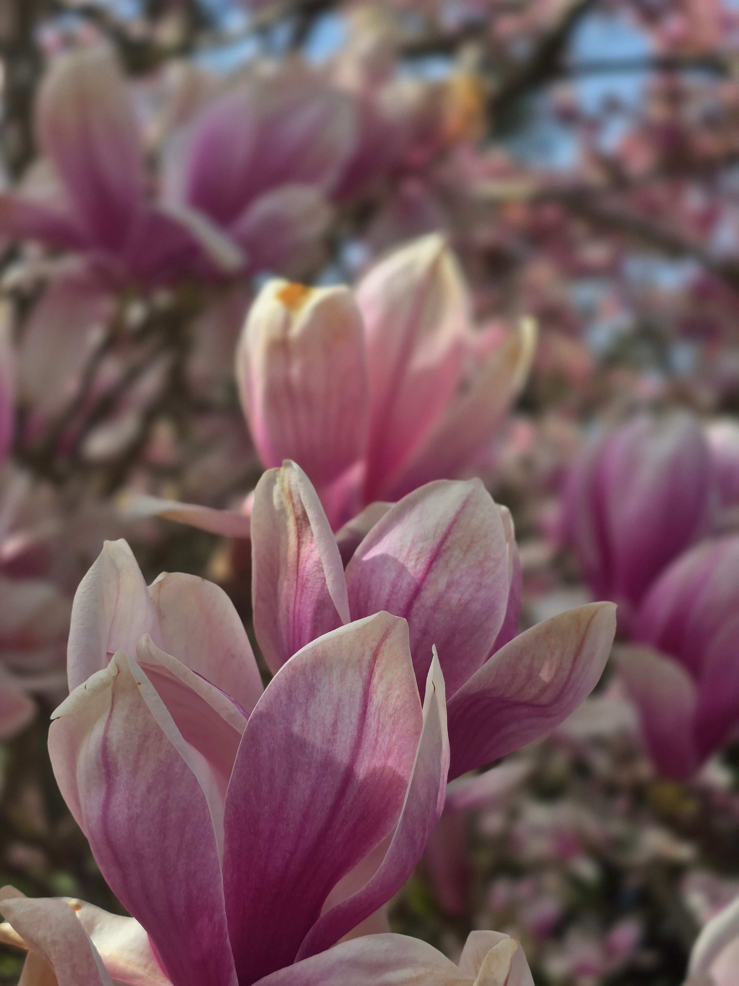 Tulpenmagnolie - Magnolia soulangiana