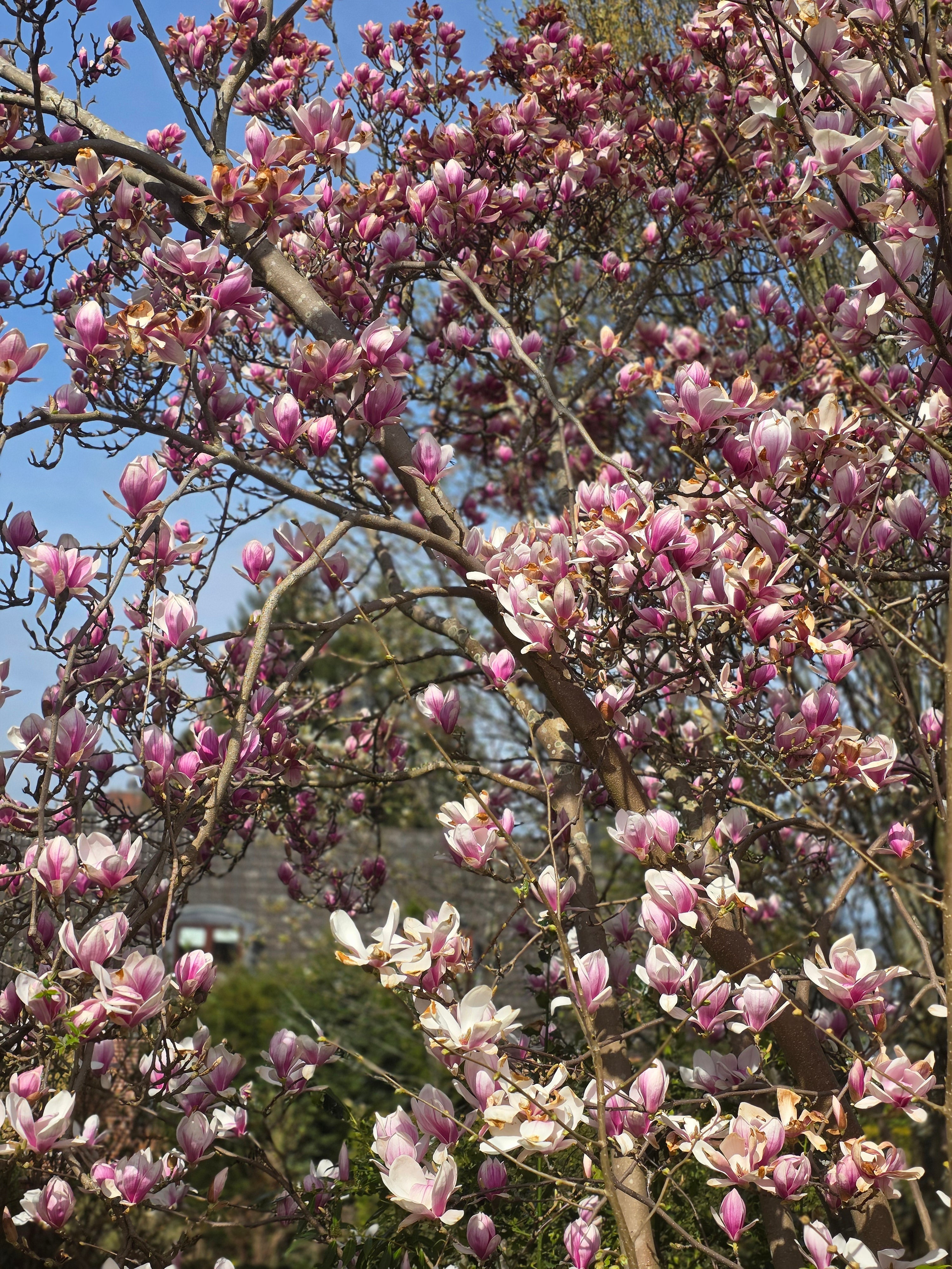 Tulpenmagnolie - Magnolia soulangiana