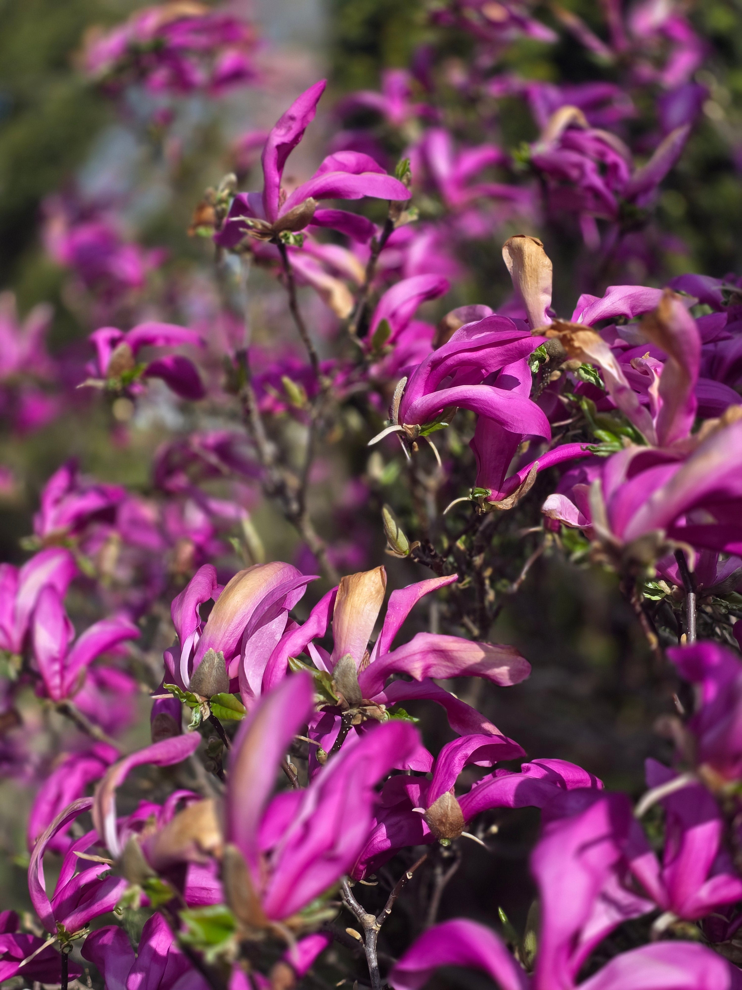 Niedrige Magnolie 'Susan' - Magnolia liliiflora 'Susan'