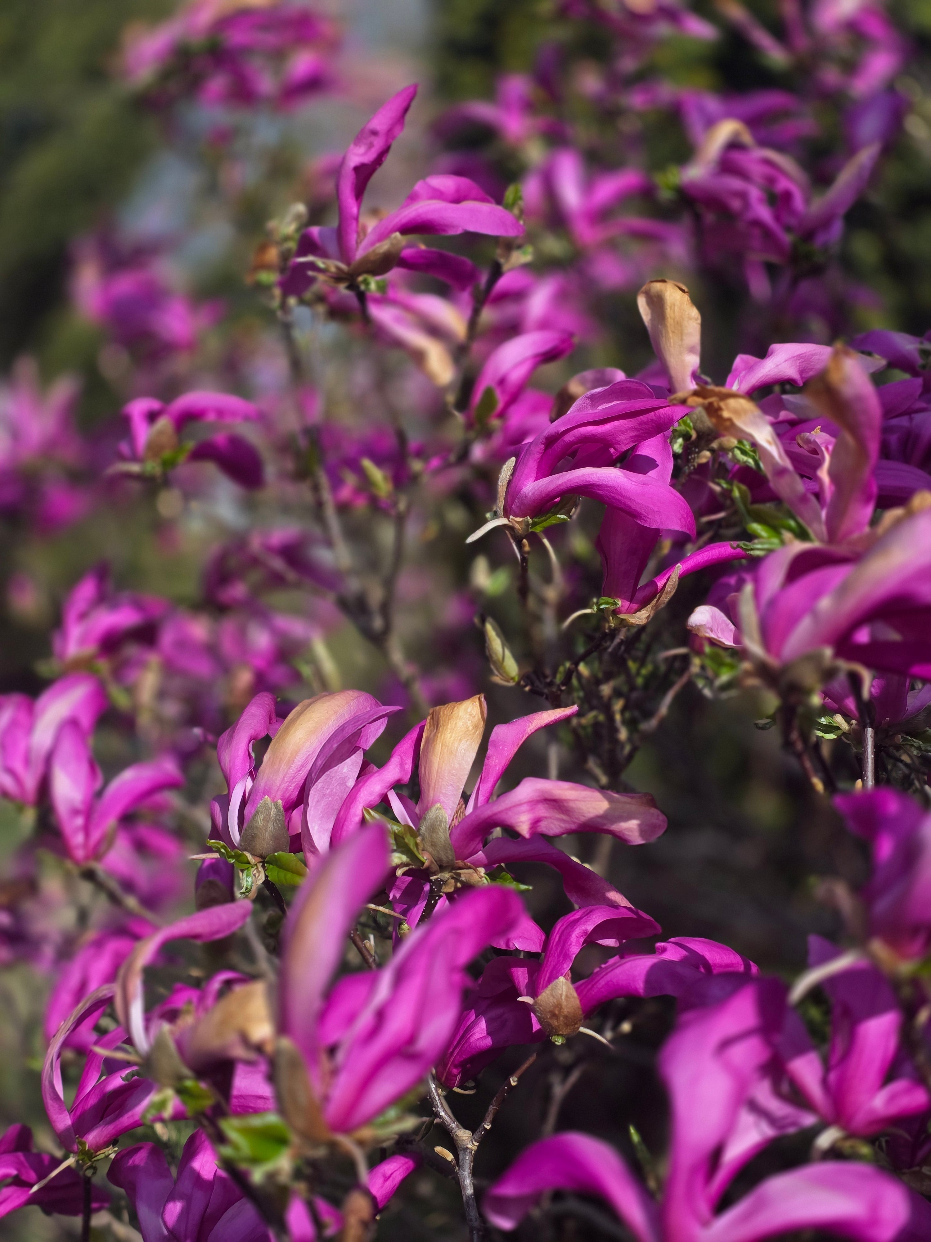 Niedrige Magnolie 'Susan' - Magnolia liliiflora 'Susan'