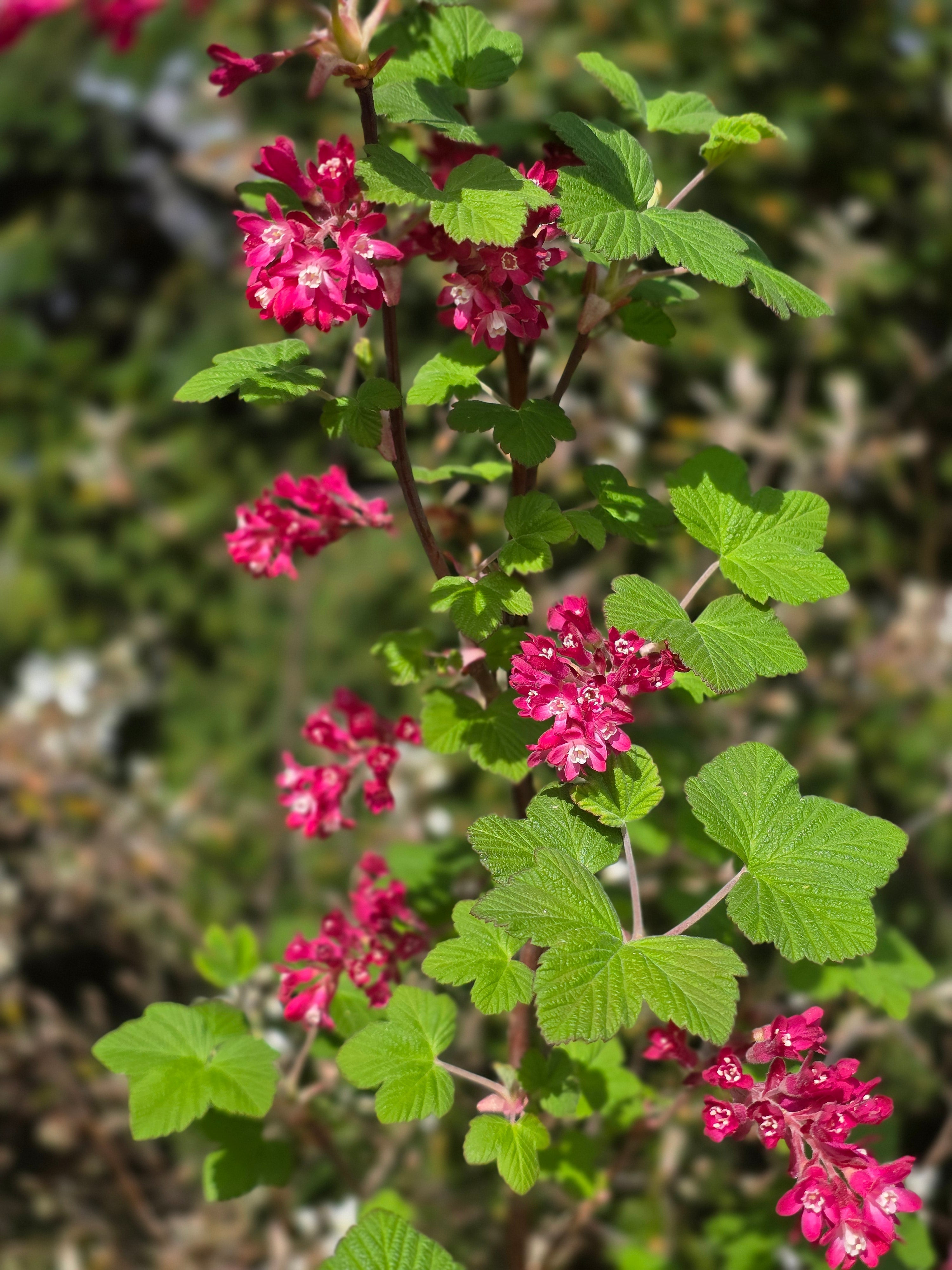Blut-Zierjohannisbeere 'King Edward VII' - Ribes sanguineum 'King Edward VII'
