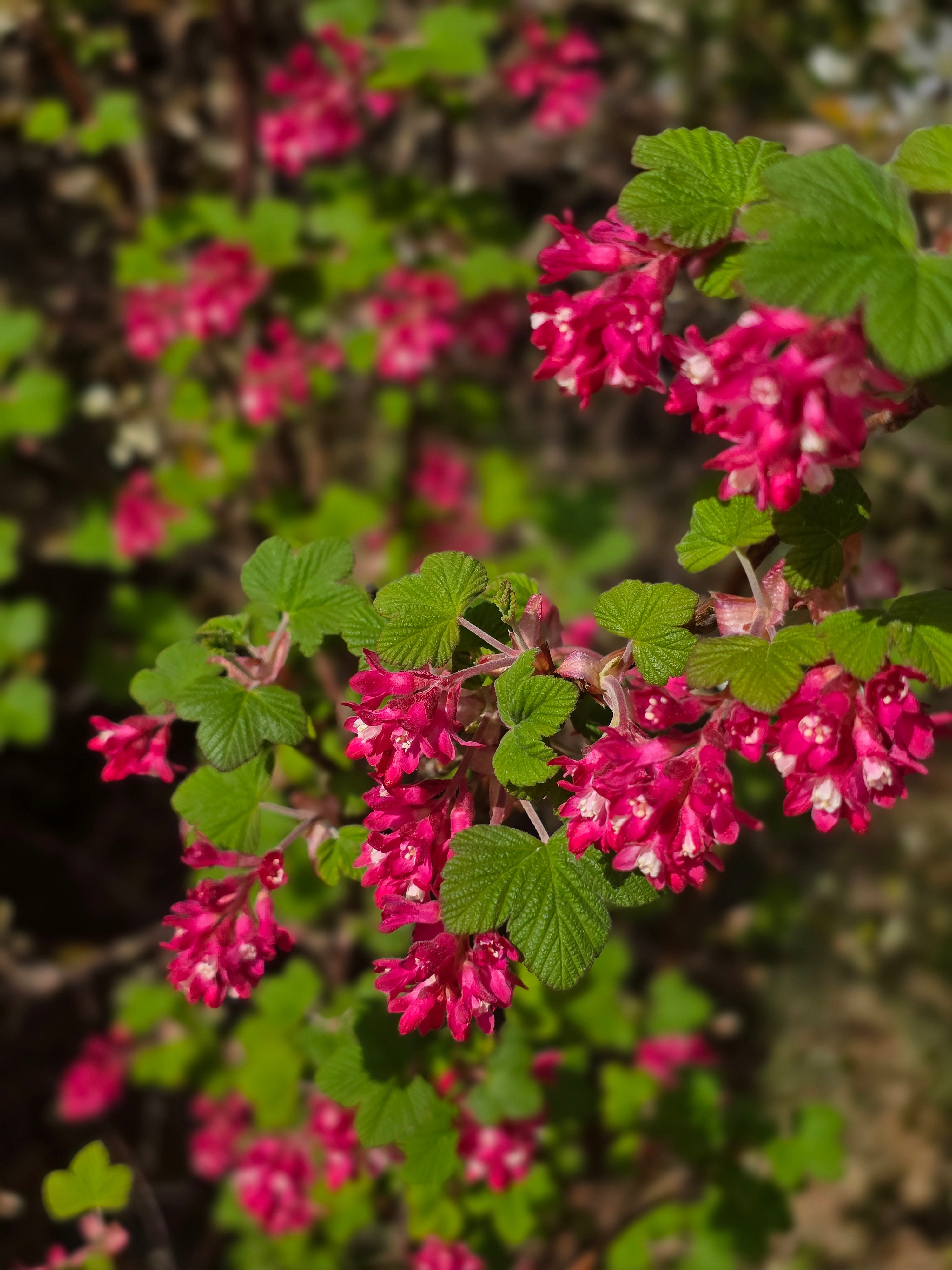 Blut-Zierjohannisbeere 'King Edward VII' - Ribes sanguineum 'King Edward VII'