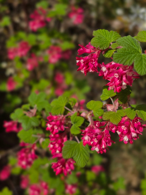 Blut-Zierjohannisbeere 'King Edward VII' - Ribes sanguineum 'King Edward VII'