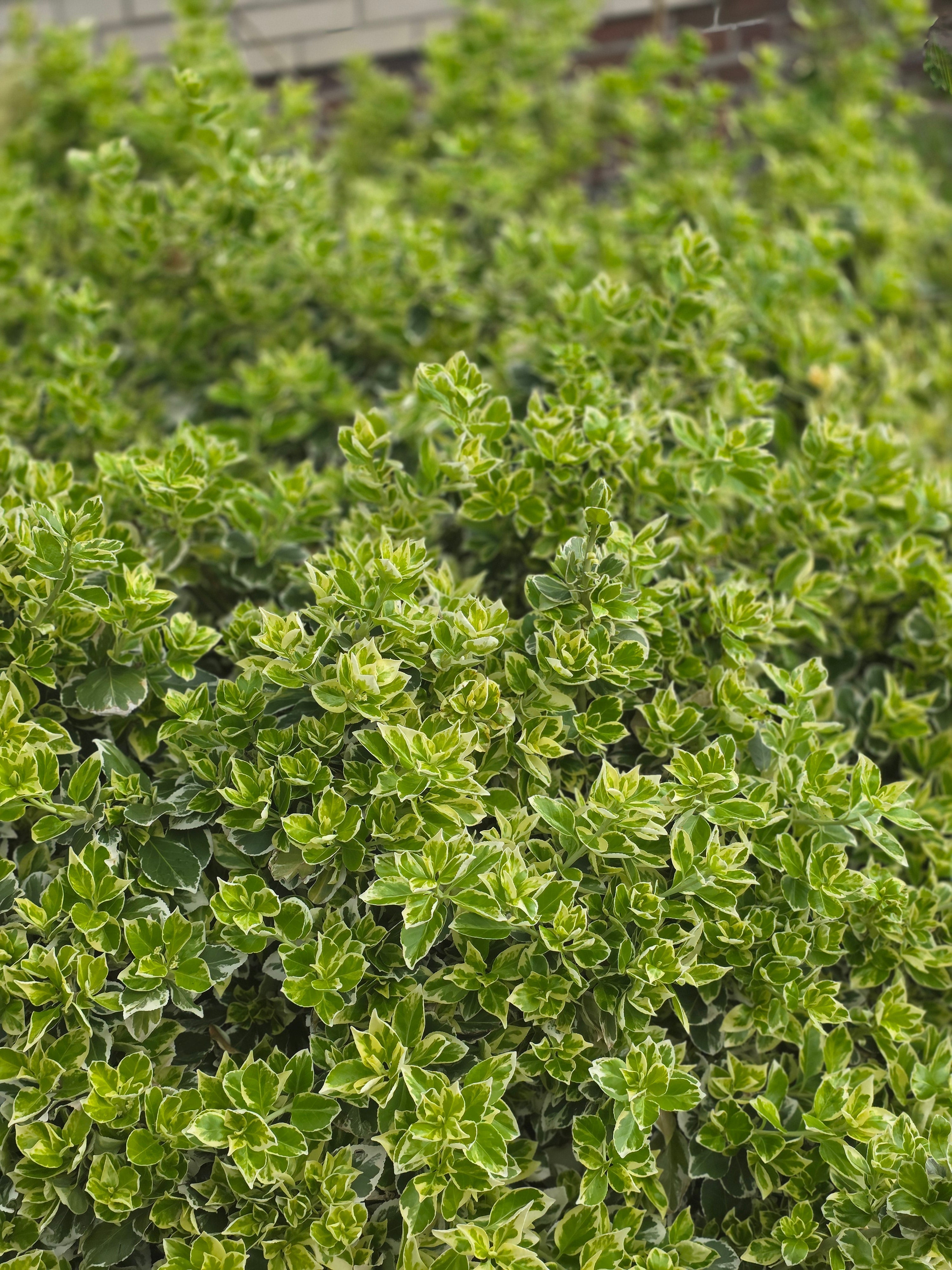 Weißbunte Kriechspindel 'Variegatus' - Euonymus fortunei 'Variegatus'