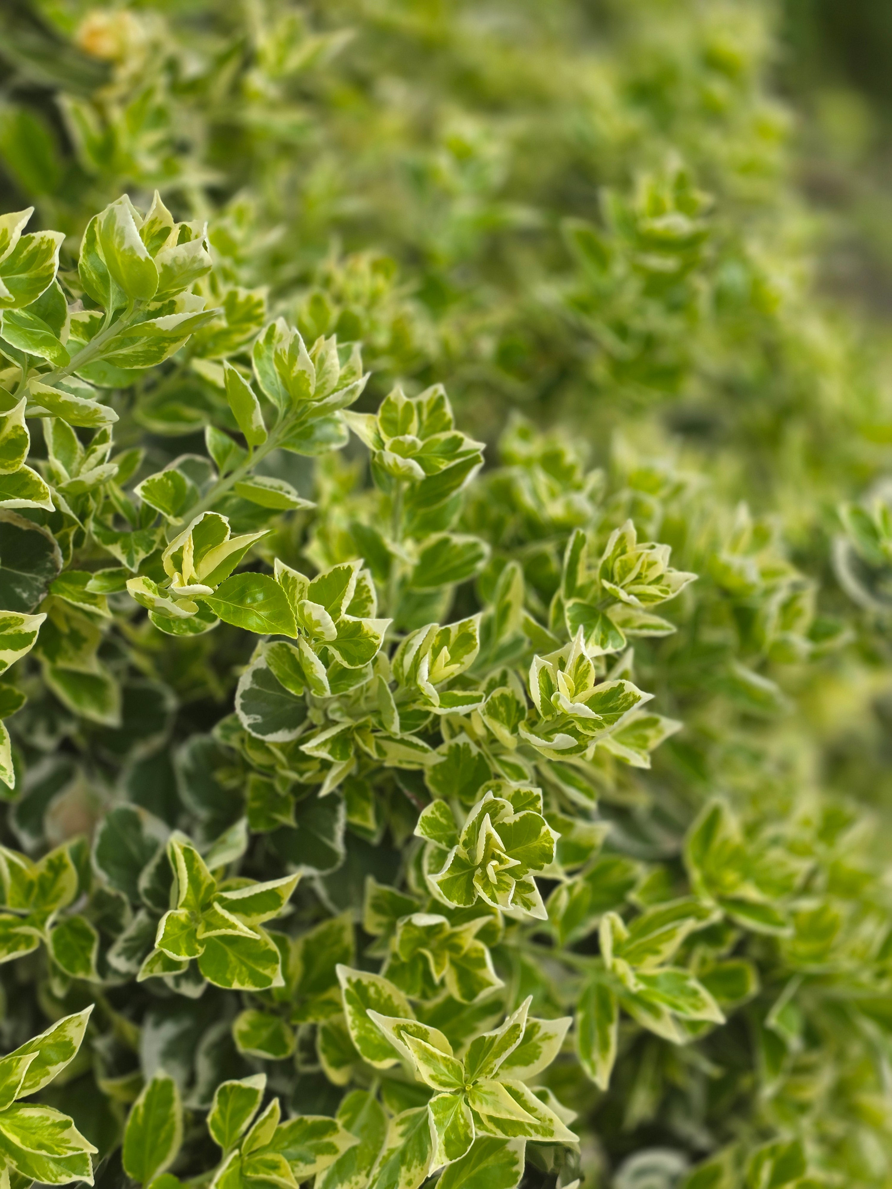 Weißbunte Kriechspindel 'Variegatus' - Euonymus fortunei 'Variegatus'