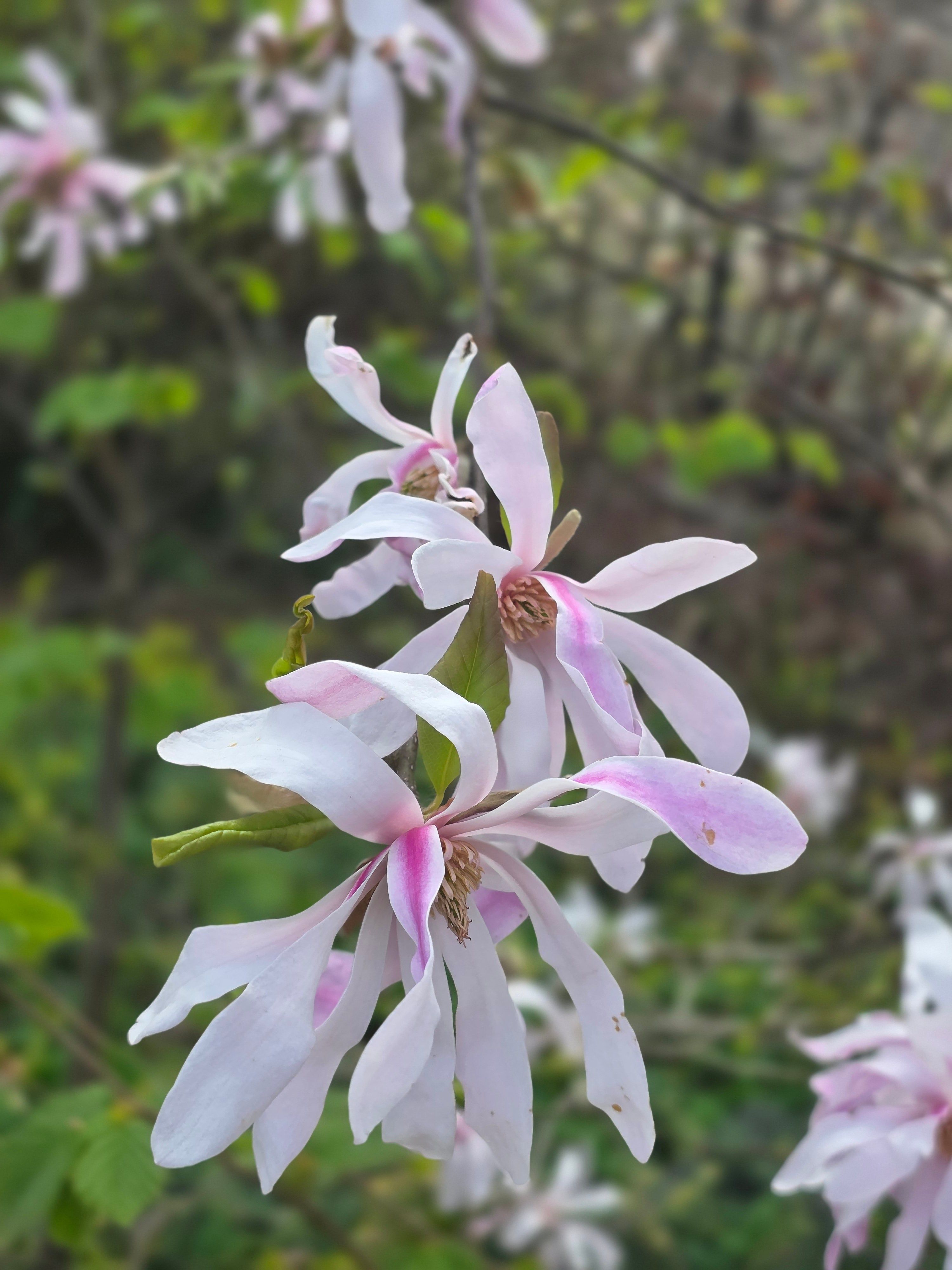 Rosa Sternmagnolie - Magnolia loebneri 'Leonard Messel'