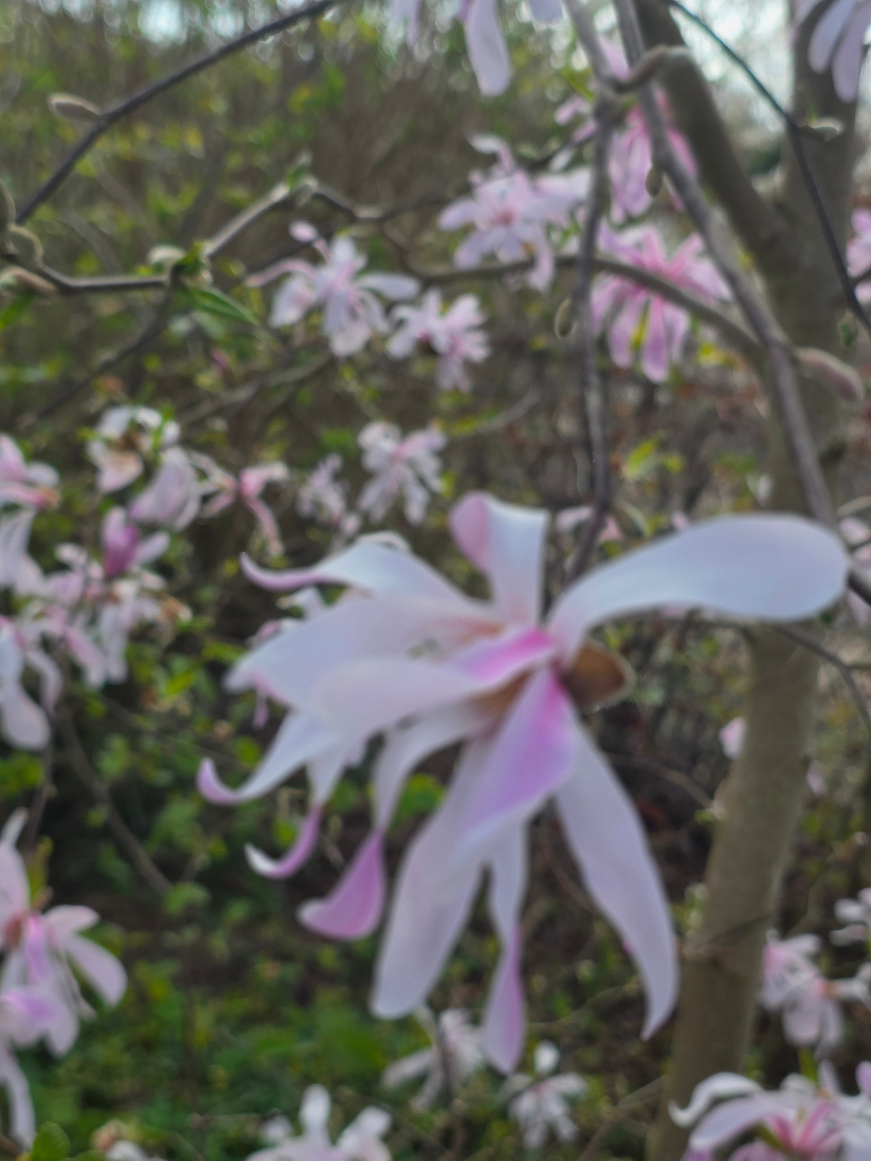 Rosa Sternmagnolie - Magnolia loebneri 'Leonard Messel'
