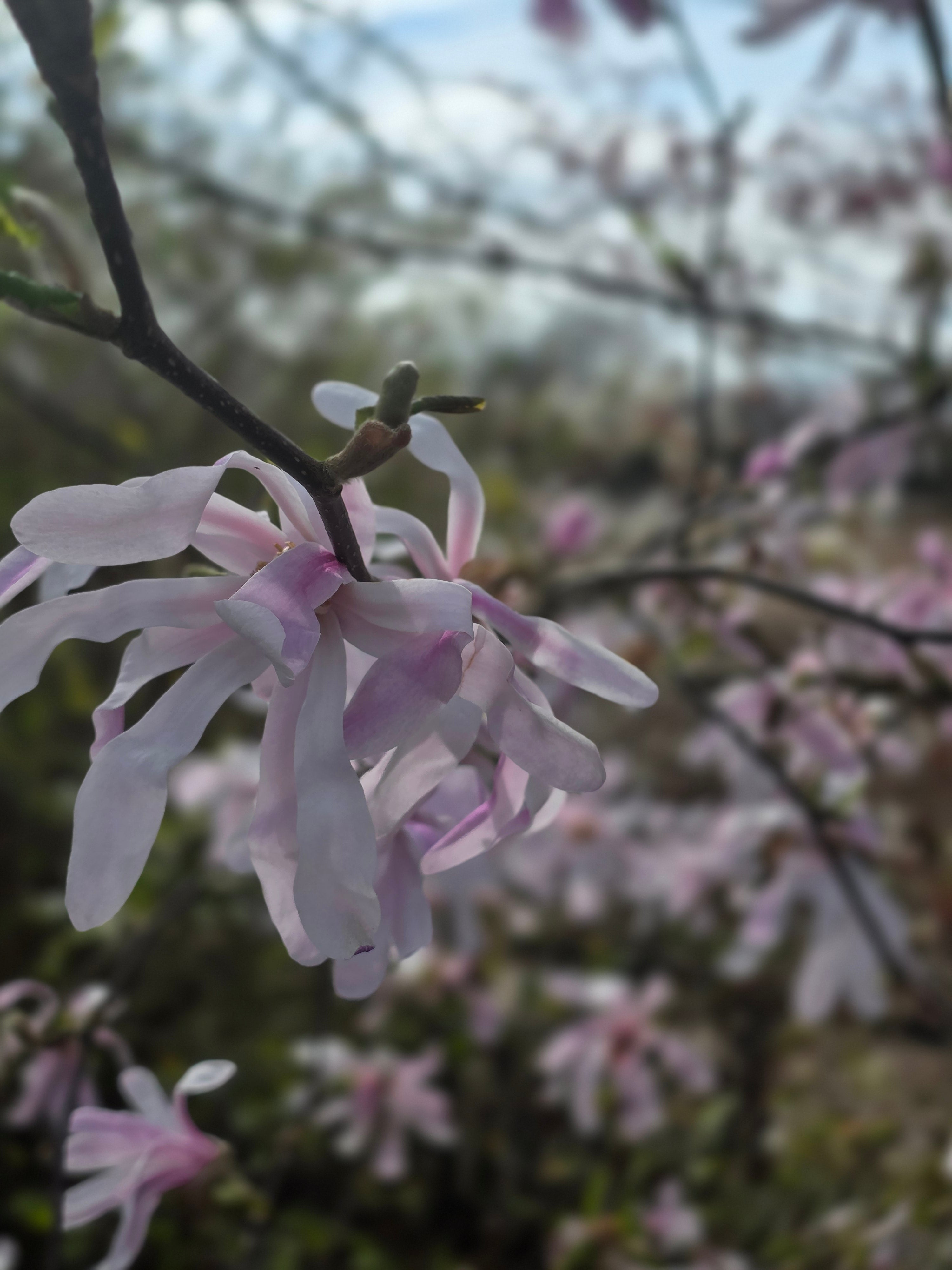 Rosa Sternmagnolie - Magnolia loebneri 'Leonard Messel'